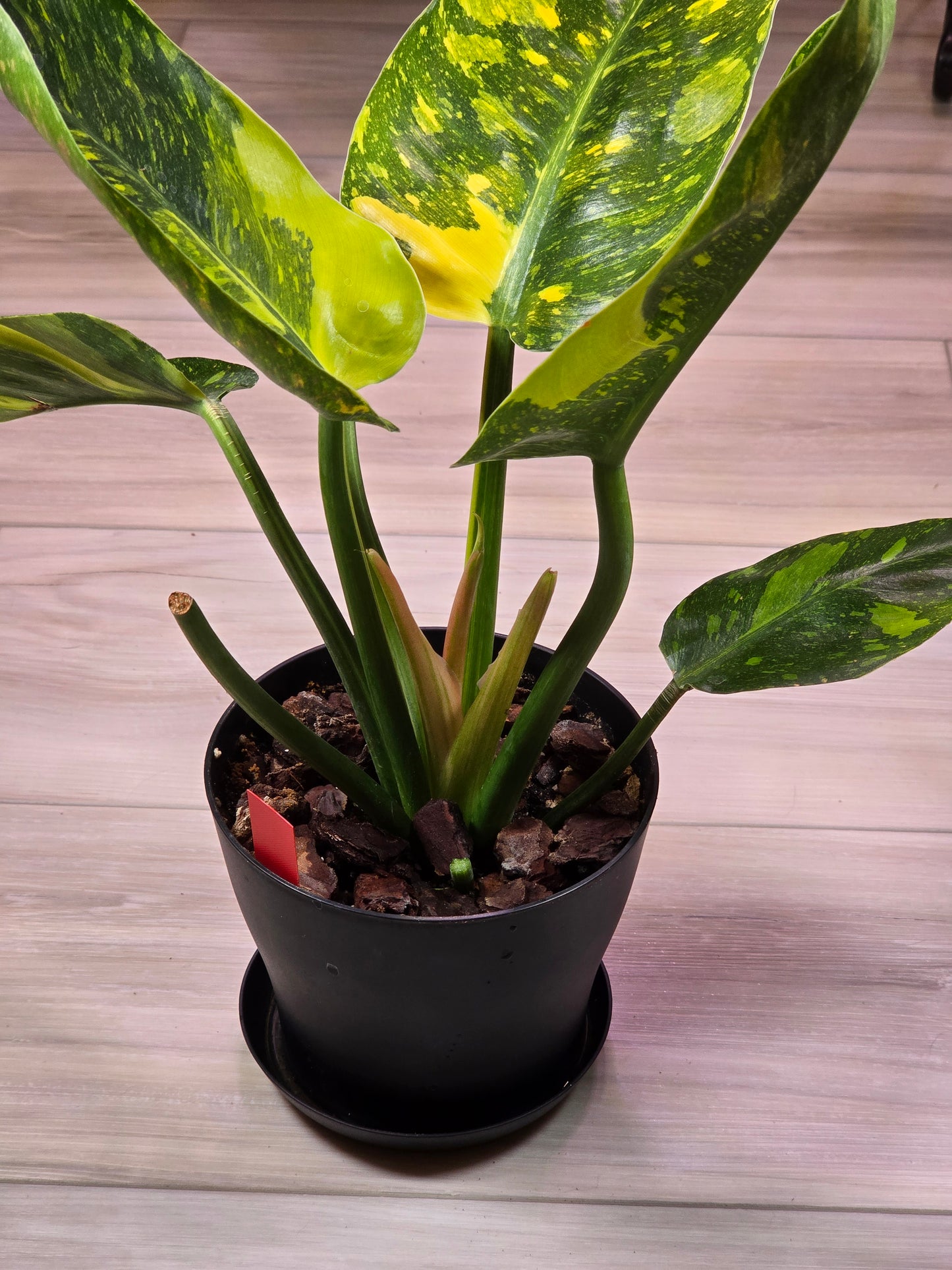 Philodendron Green Congo Nuclear #276