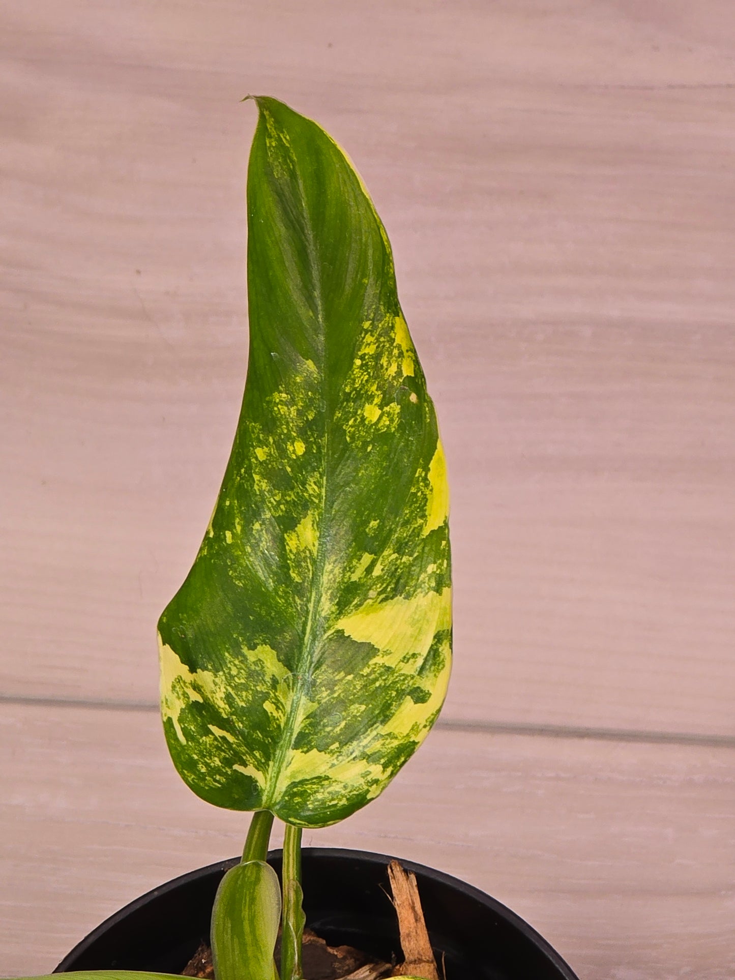 Philodendron Domesticum Variegated #22