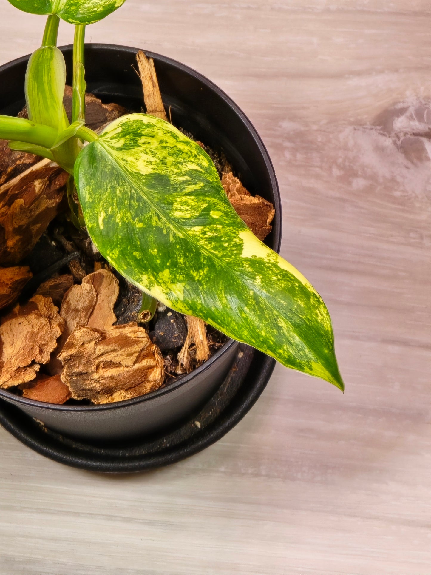 Philodendron Domesticum Variegated #22