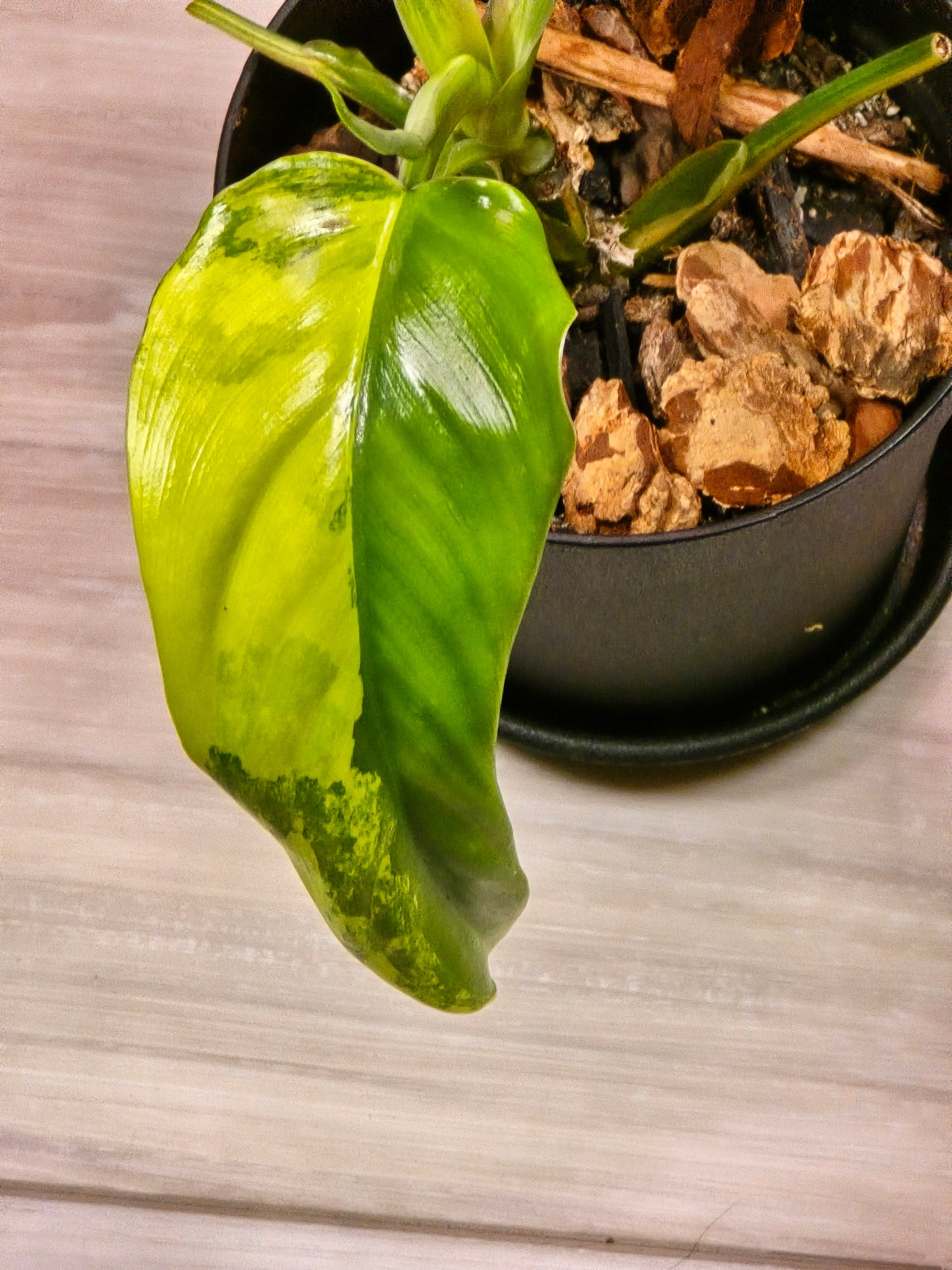 Philodendron Domesticum Variegated #22