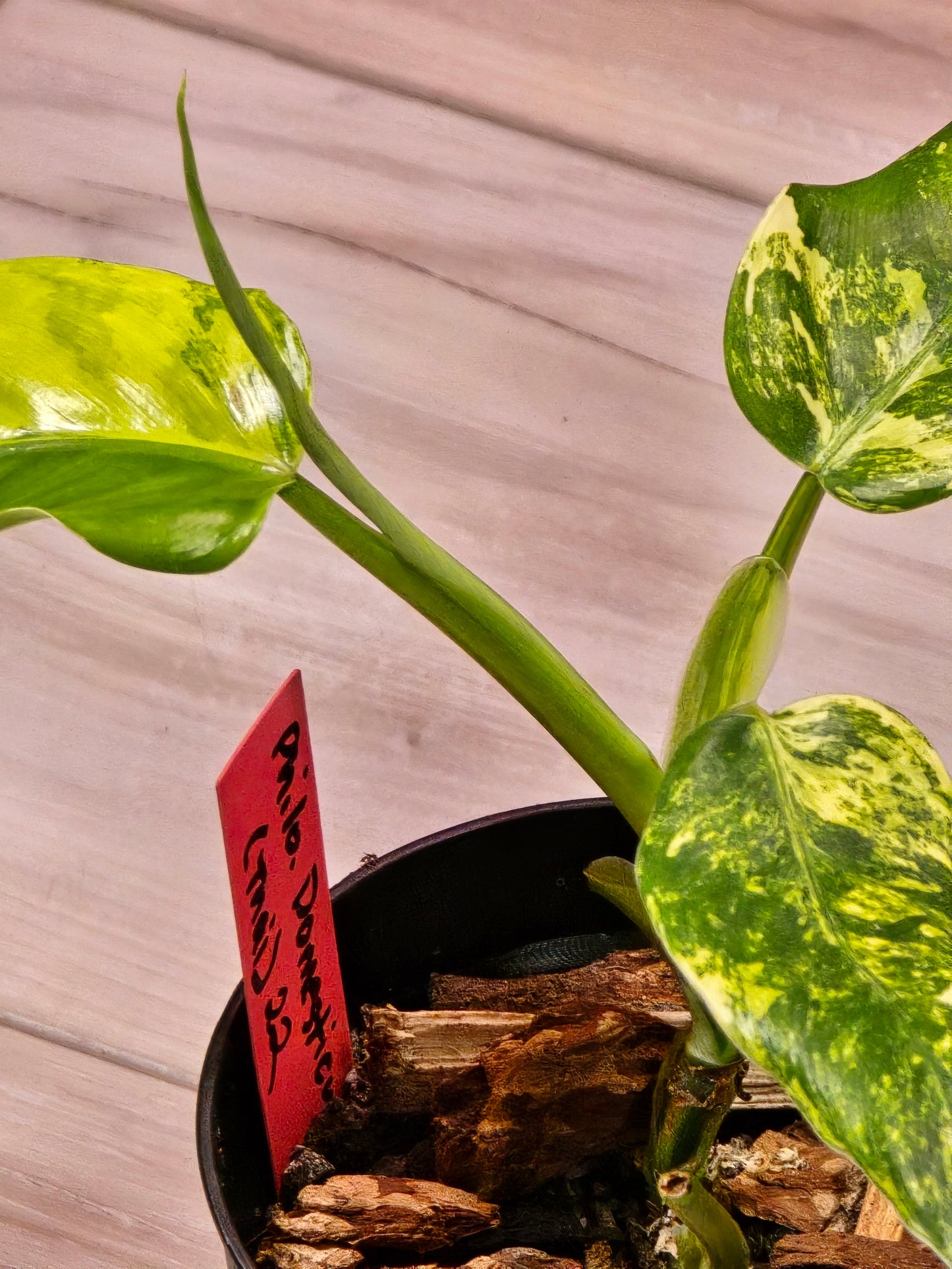 Philodendron Domesticum Variegated #22