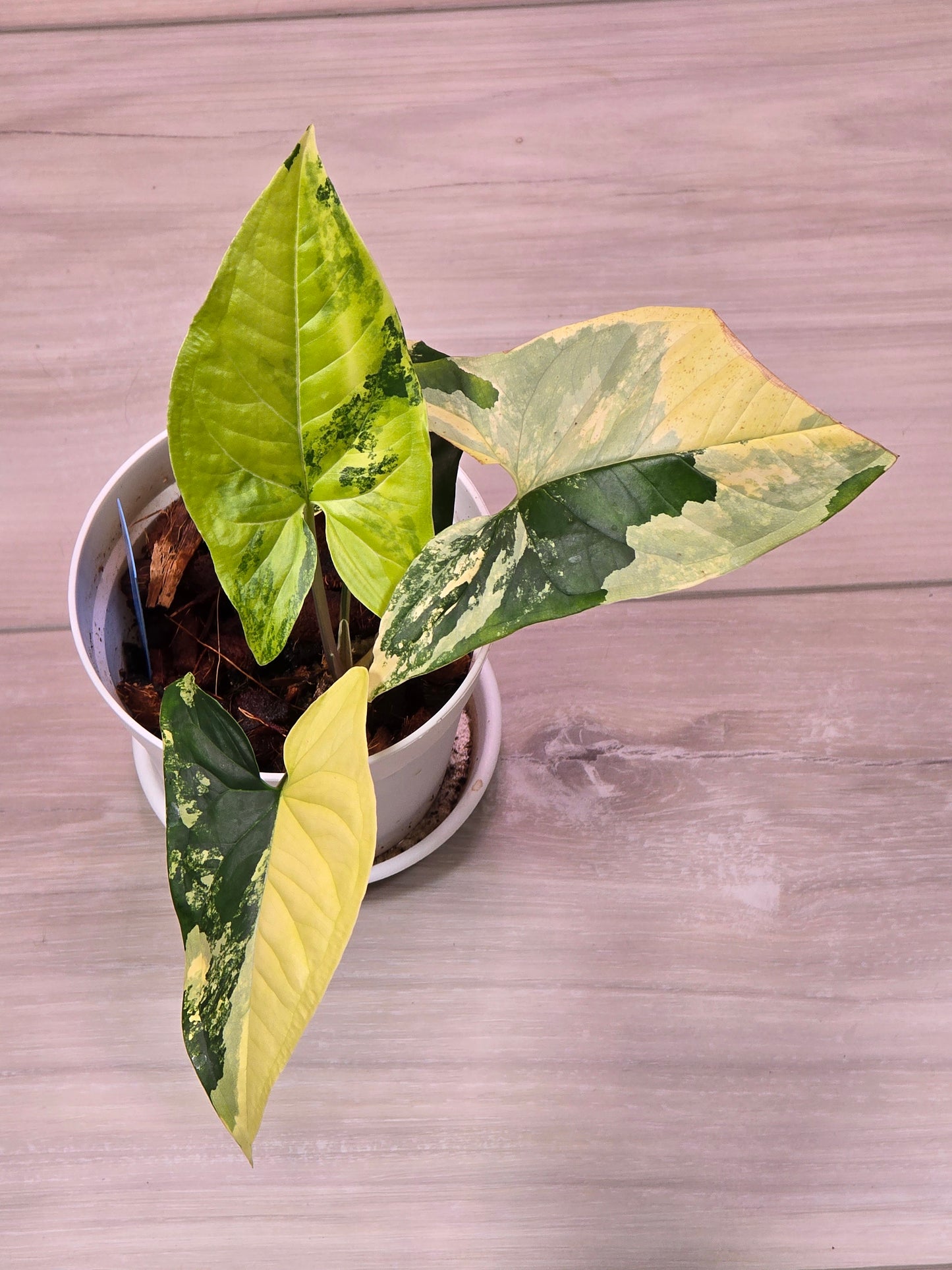 Syngonium Aurea Variegated # 40