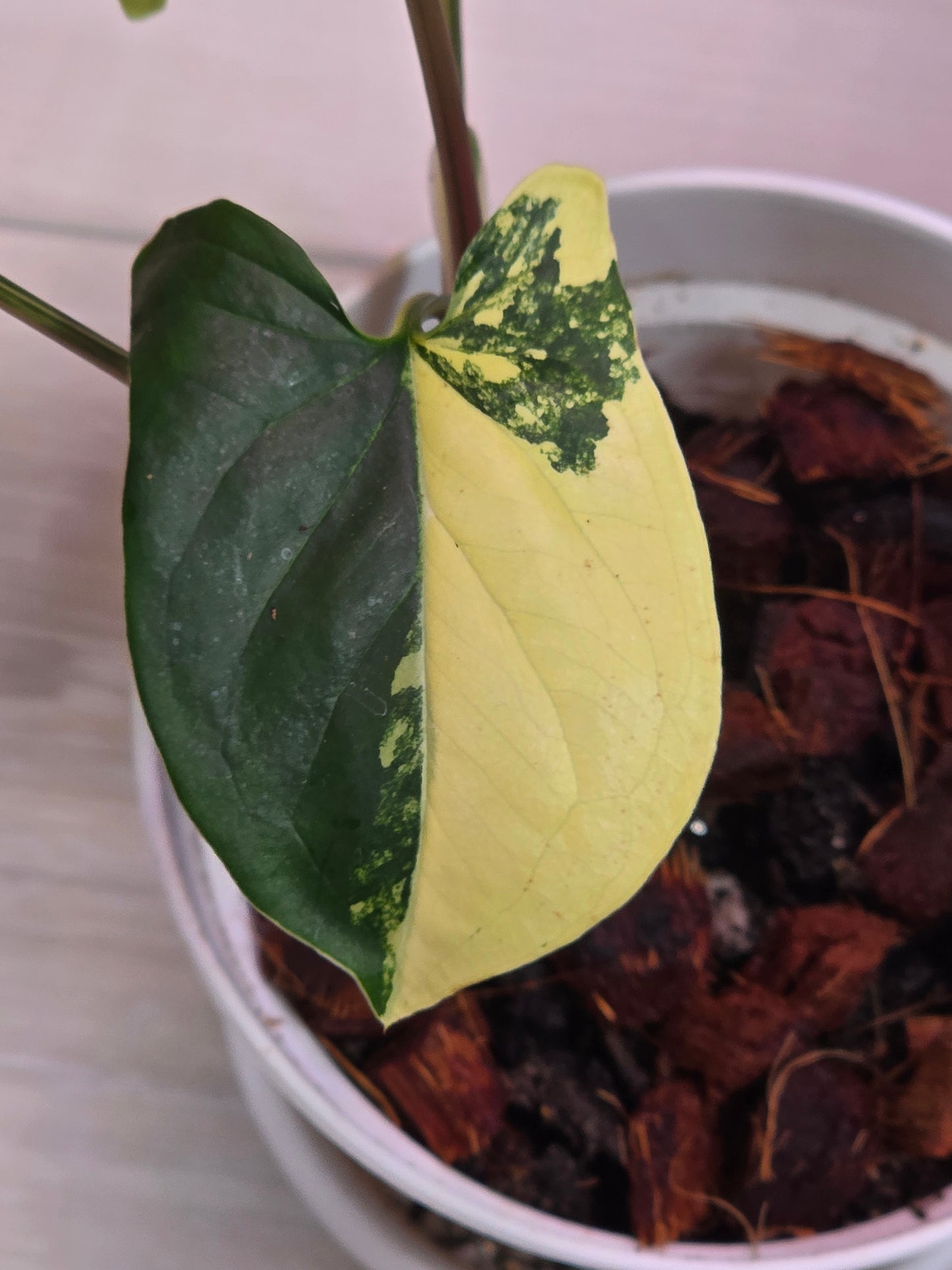 Syngonium Aurea Variegated # 40