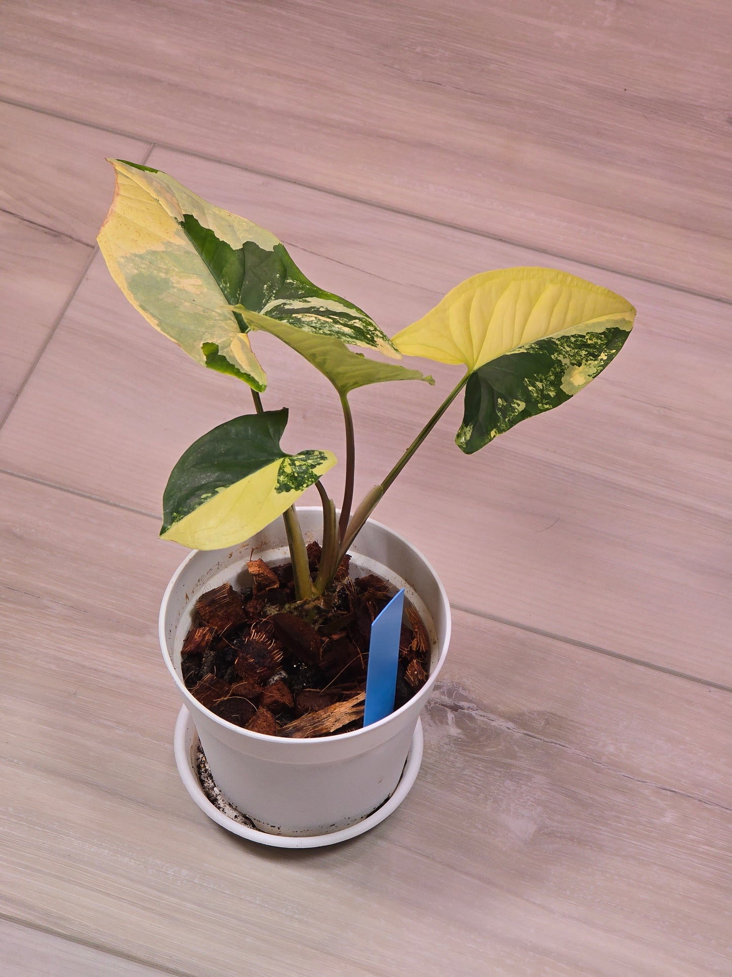 Syngonium Aurea Variegated # 40