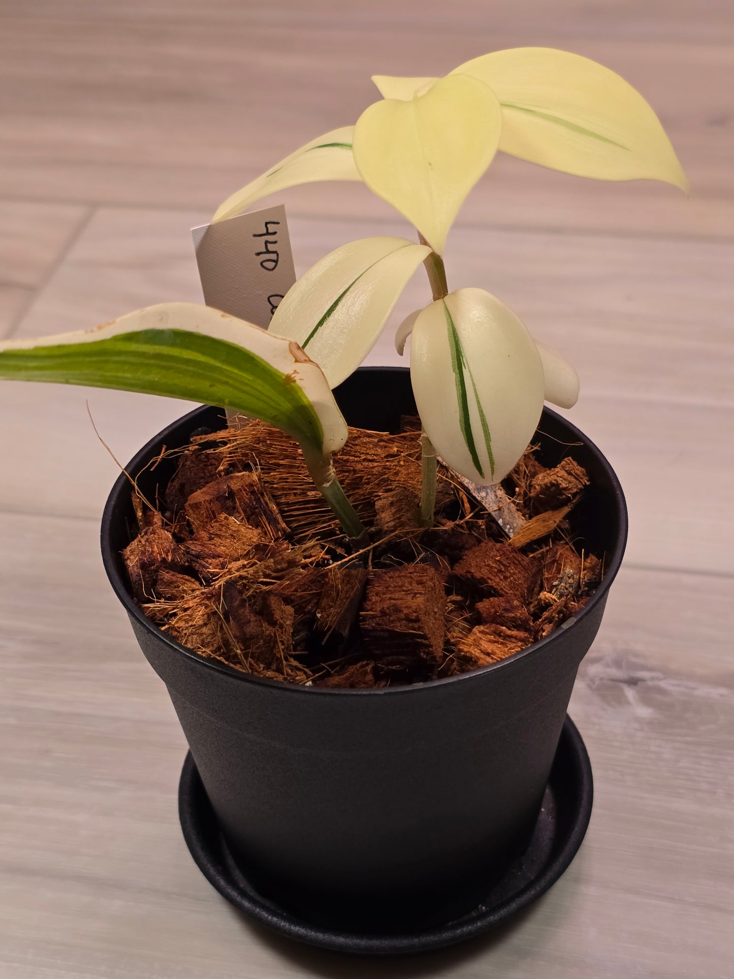 Costus Arabicus (Spiral Ginger) # 440