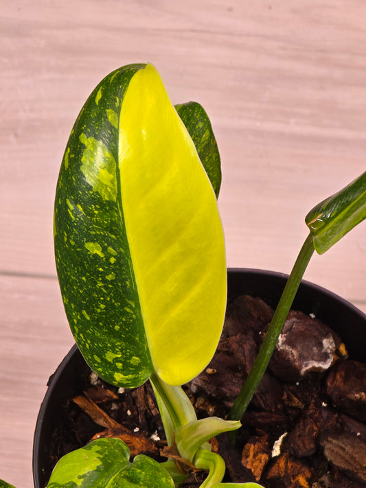 Philodendron Green Congo Nuclear #228