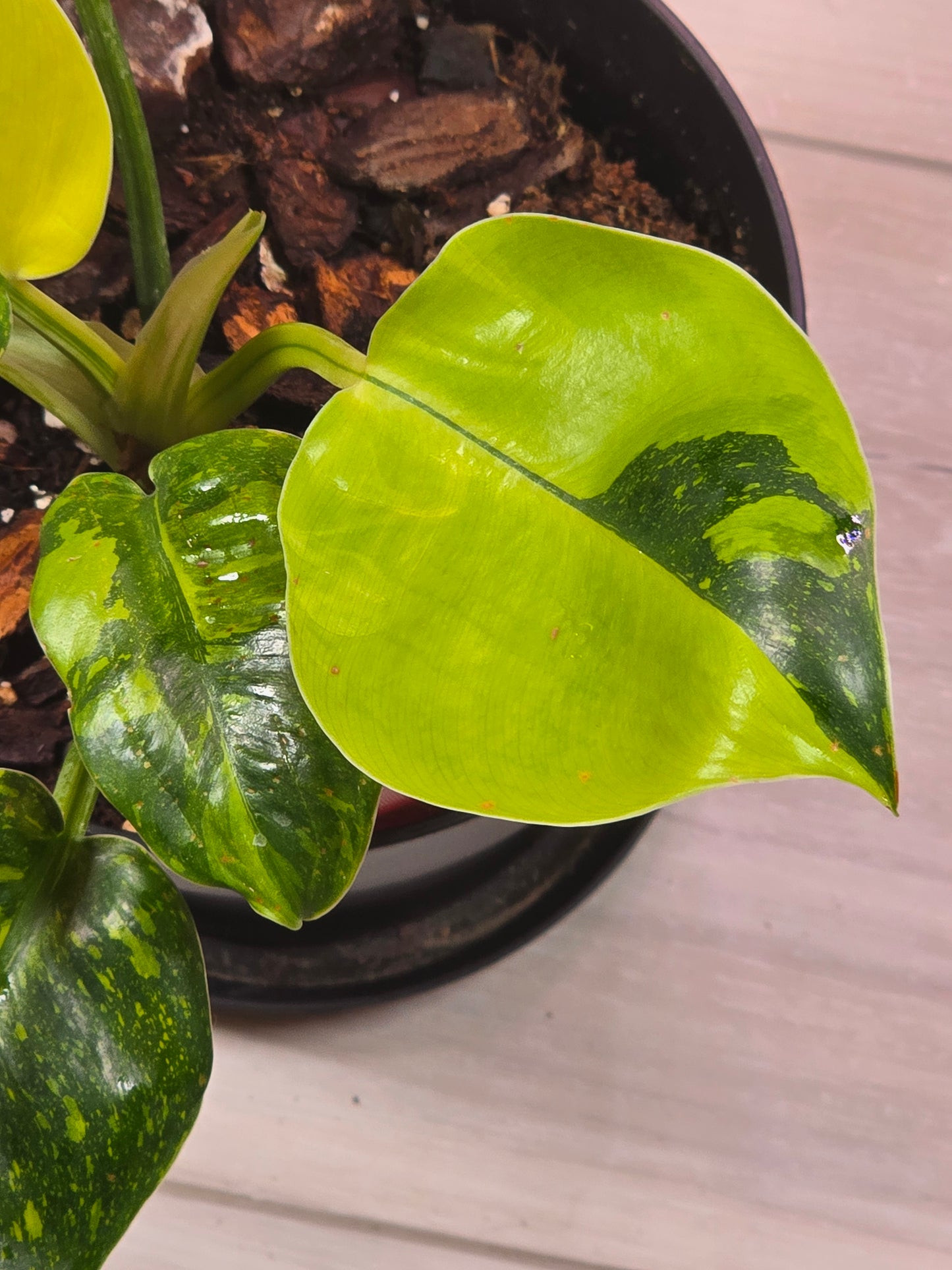 Philodendron Green Congo Nuclear #228