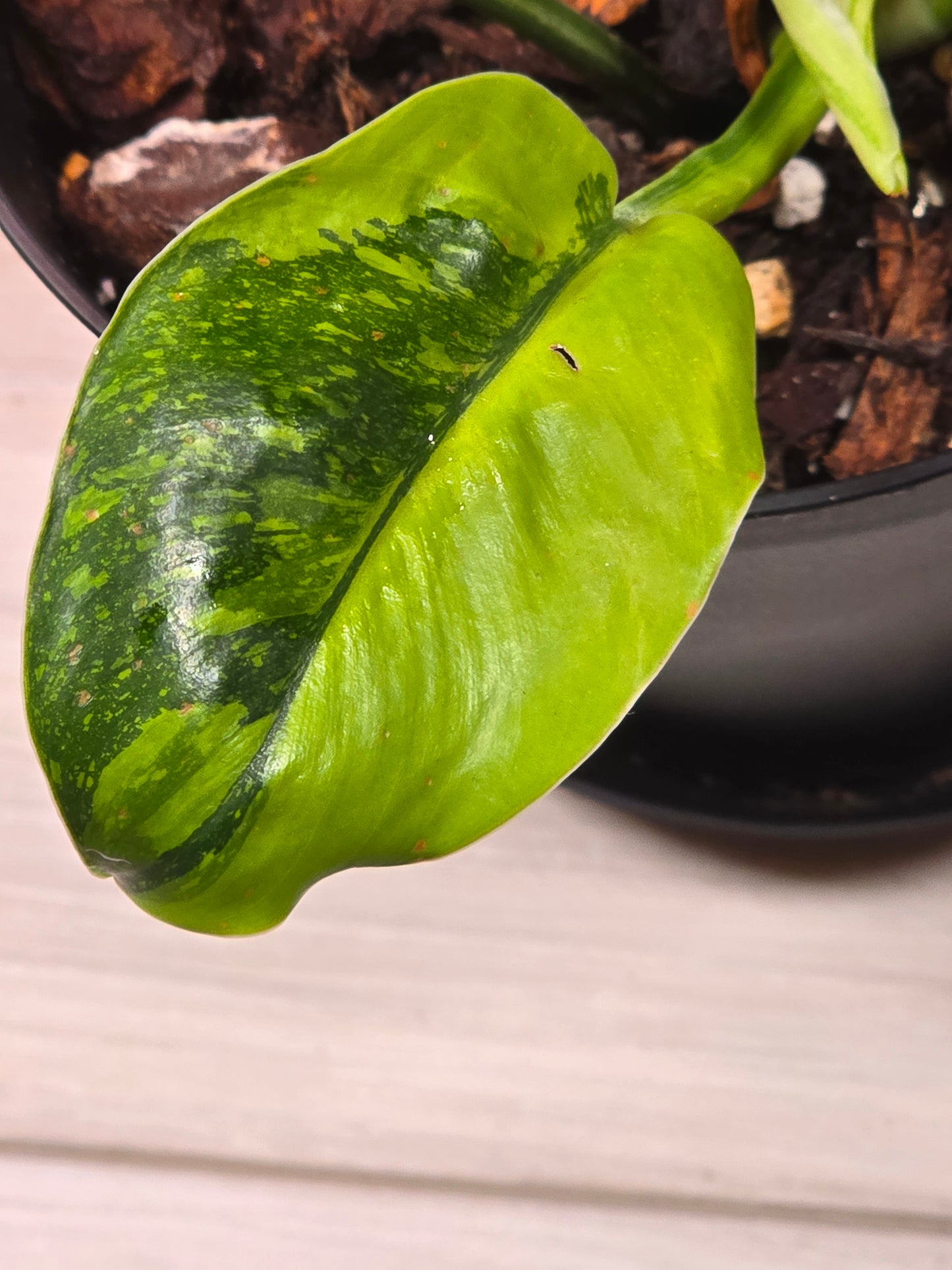 Philodendron Green Congo Nuclear #228