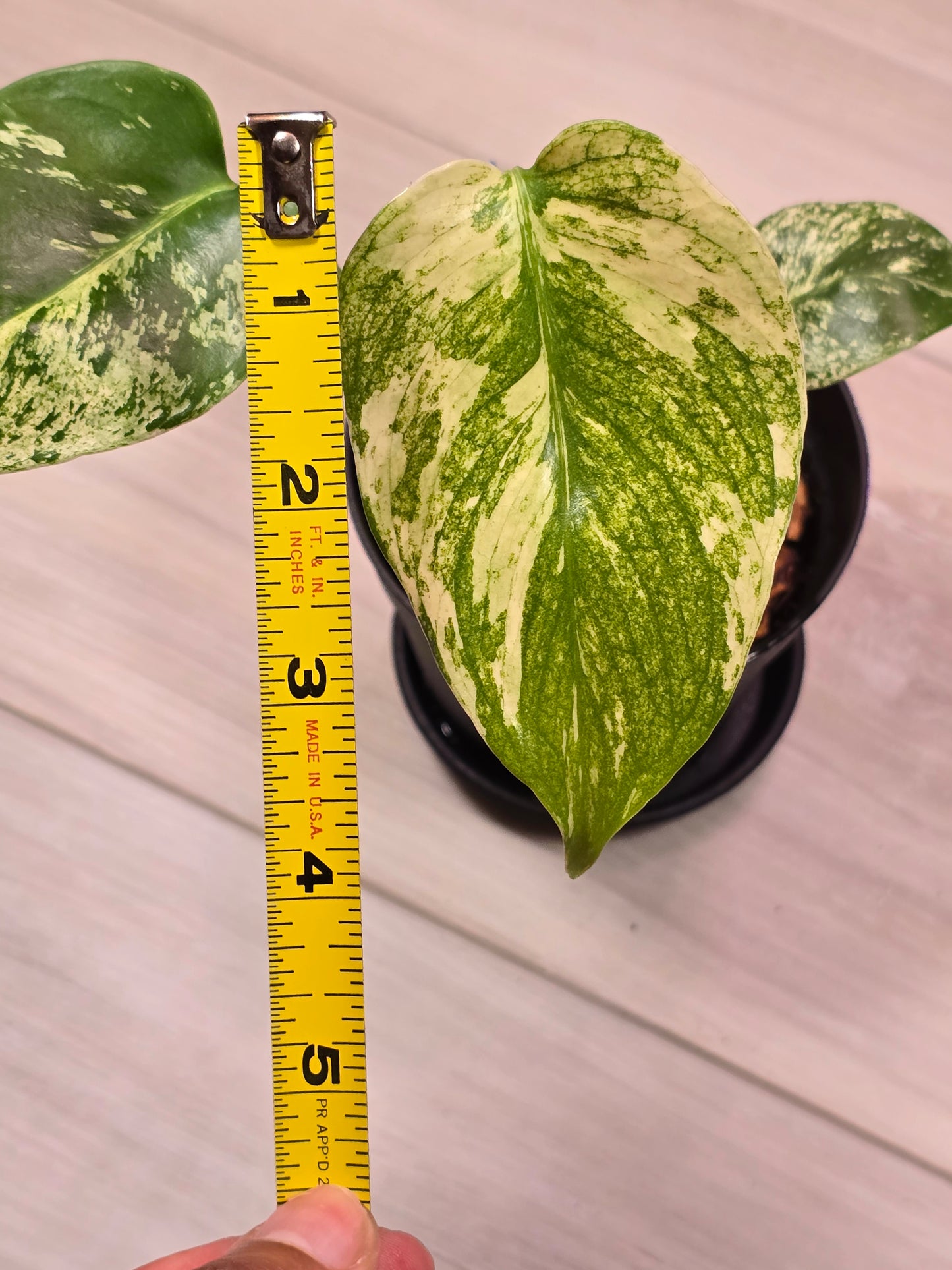 Monstera Mint Large Form #460