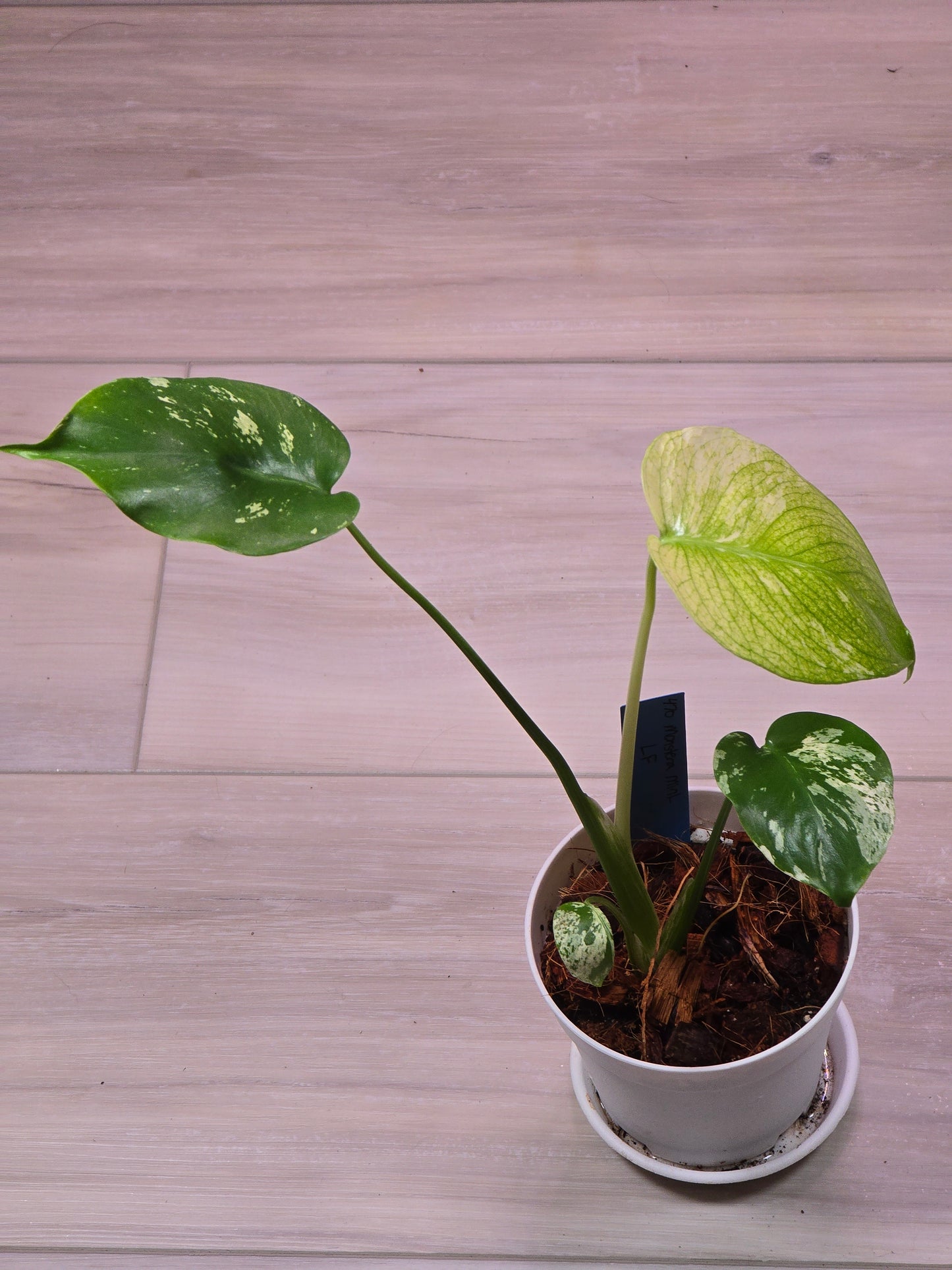 Monstera Mint Large Form #470