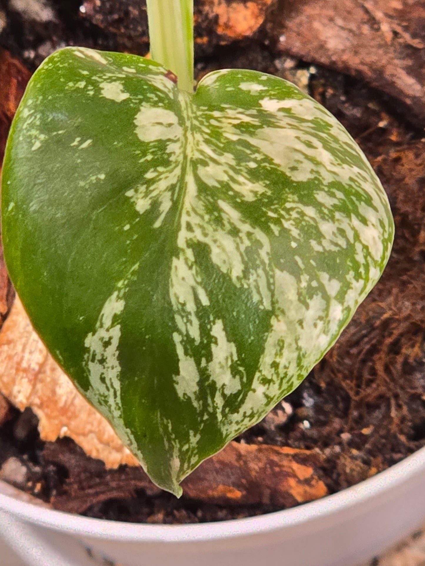 Monstera Mint Large Form #456