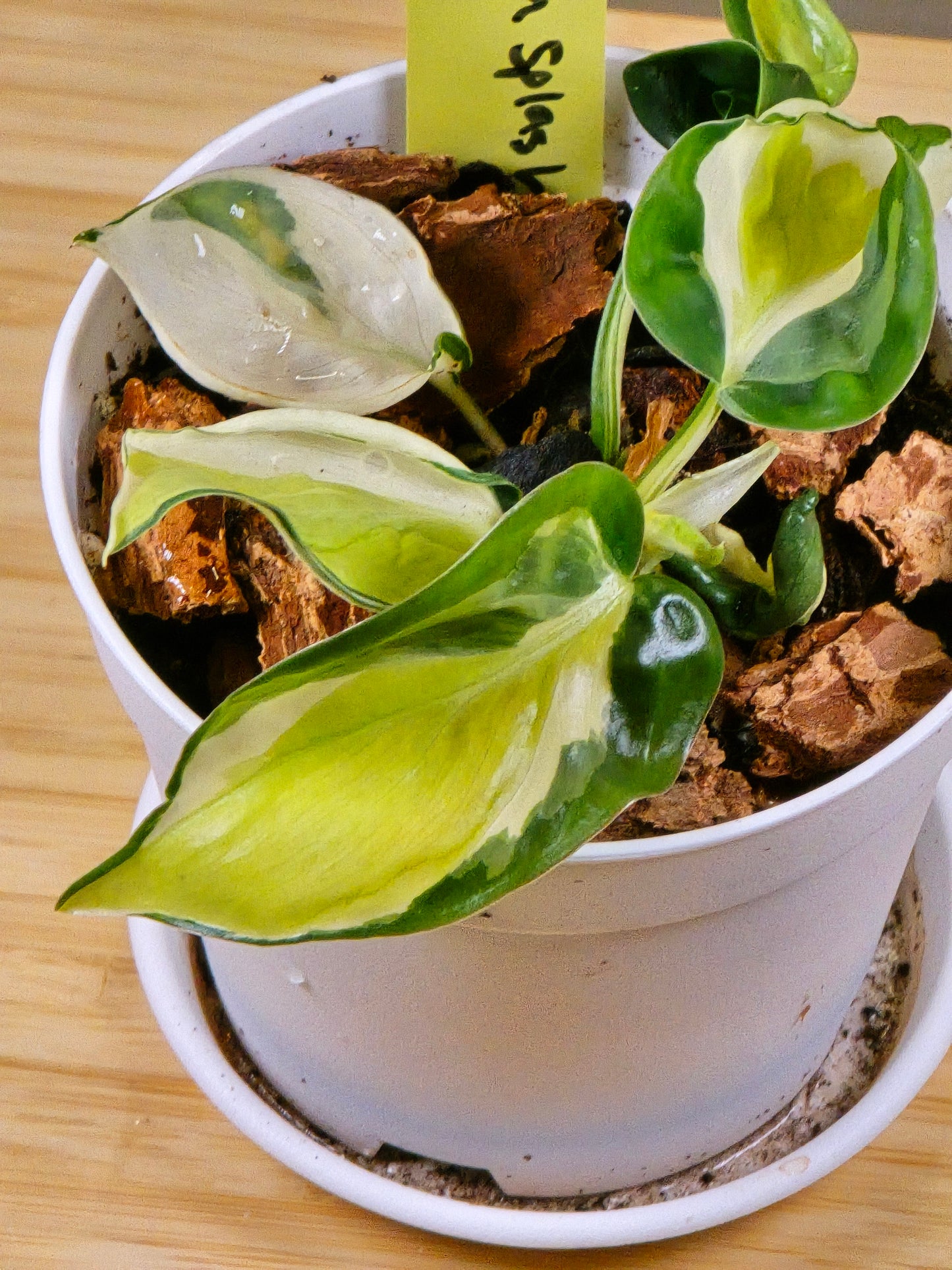 Philodendron Cream Splash #40