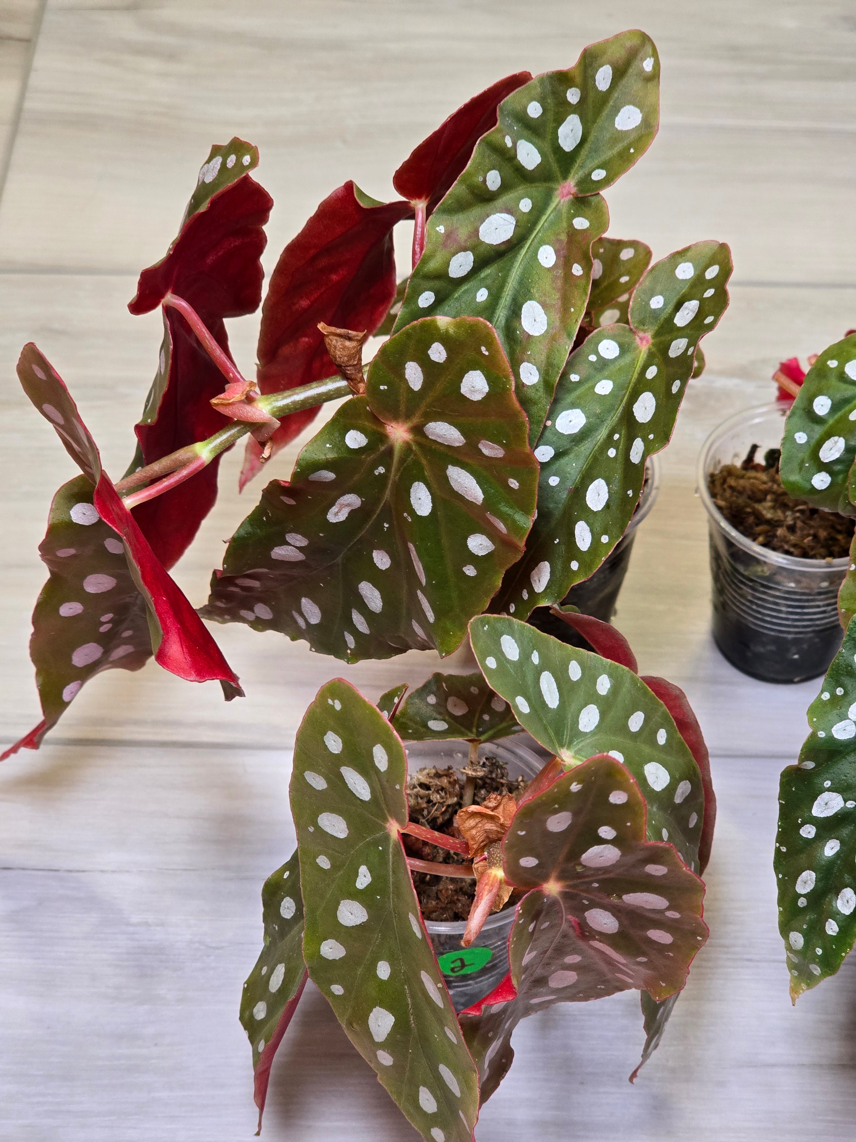 All Exotic and Rare Plants – Leaf of Luxury All Exotic and Rare Plants – Leaf of Luxury