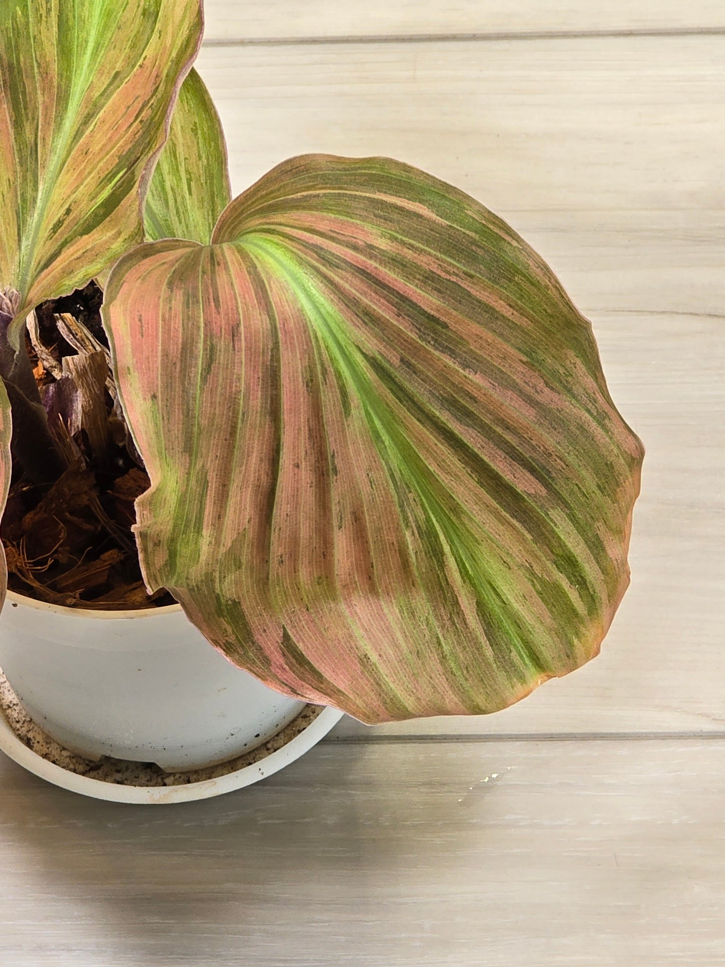 Variegated Kaempferia