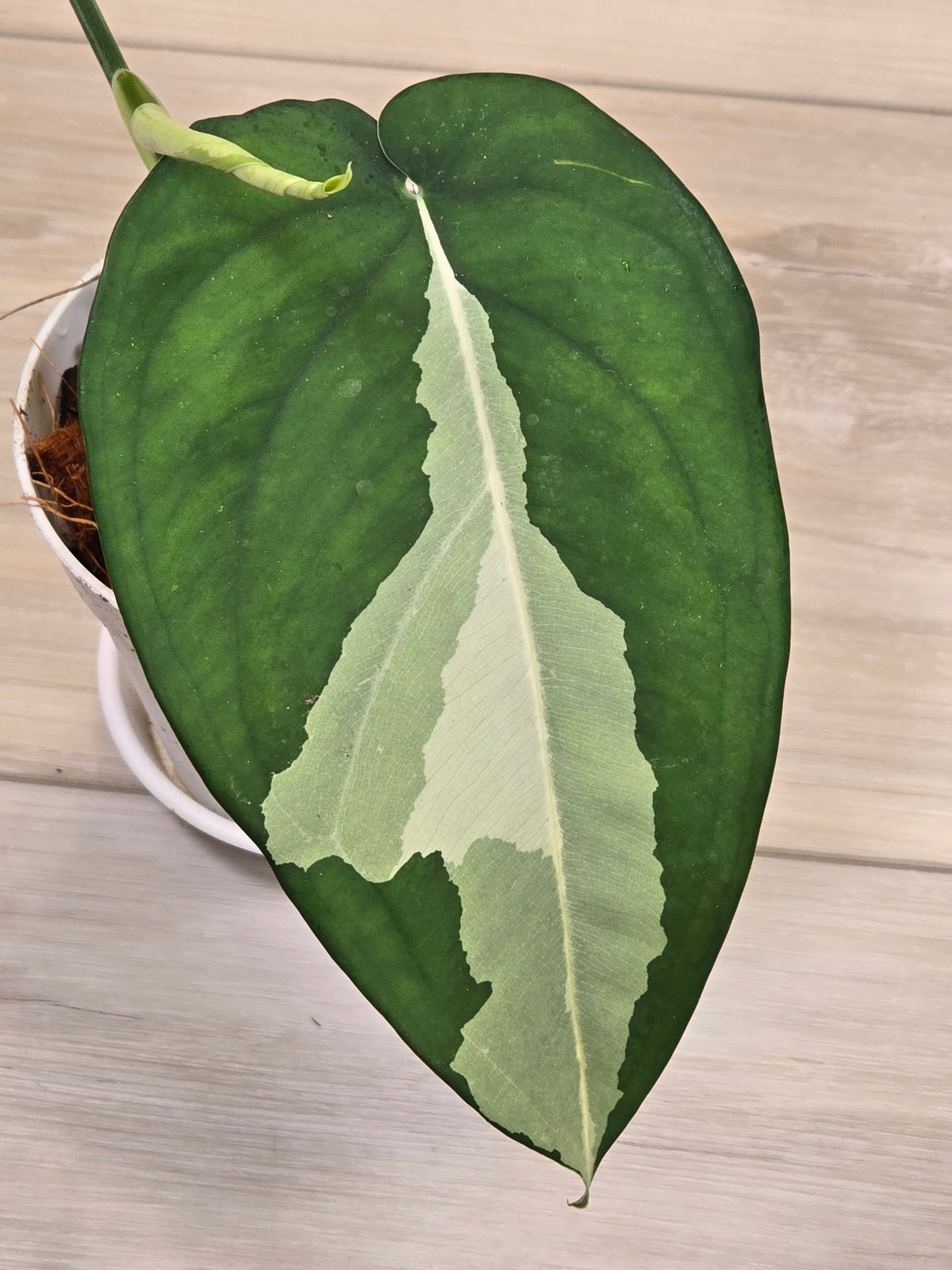 Syngonium Chiapense Variegated #15