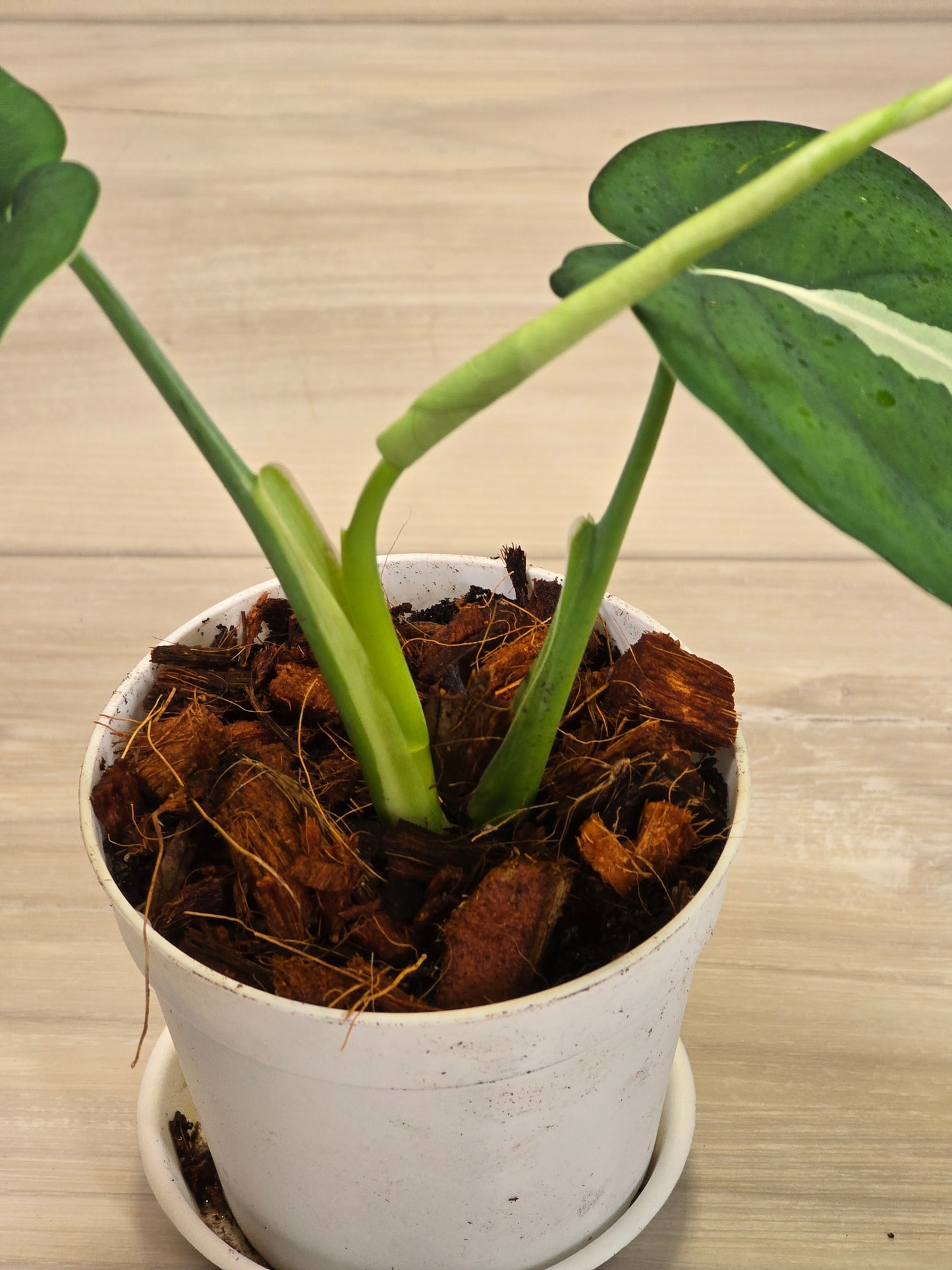 Syngonium Chiapense Variegated #15