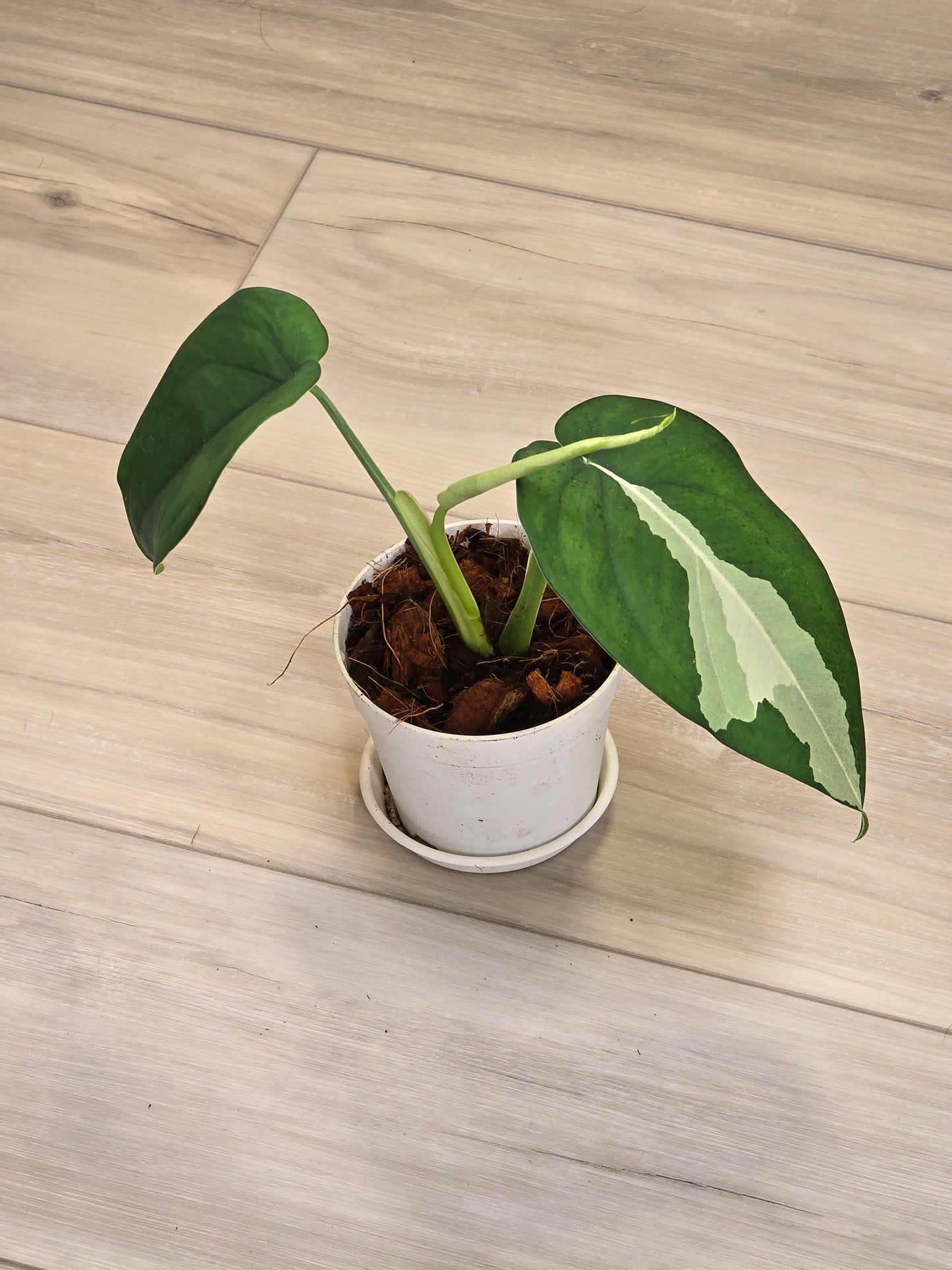 Syngonium Chiapense Variegated #15