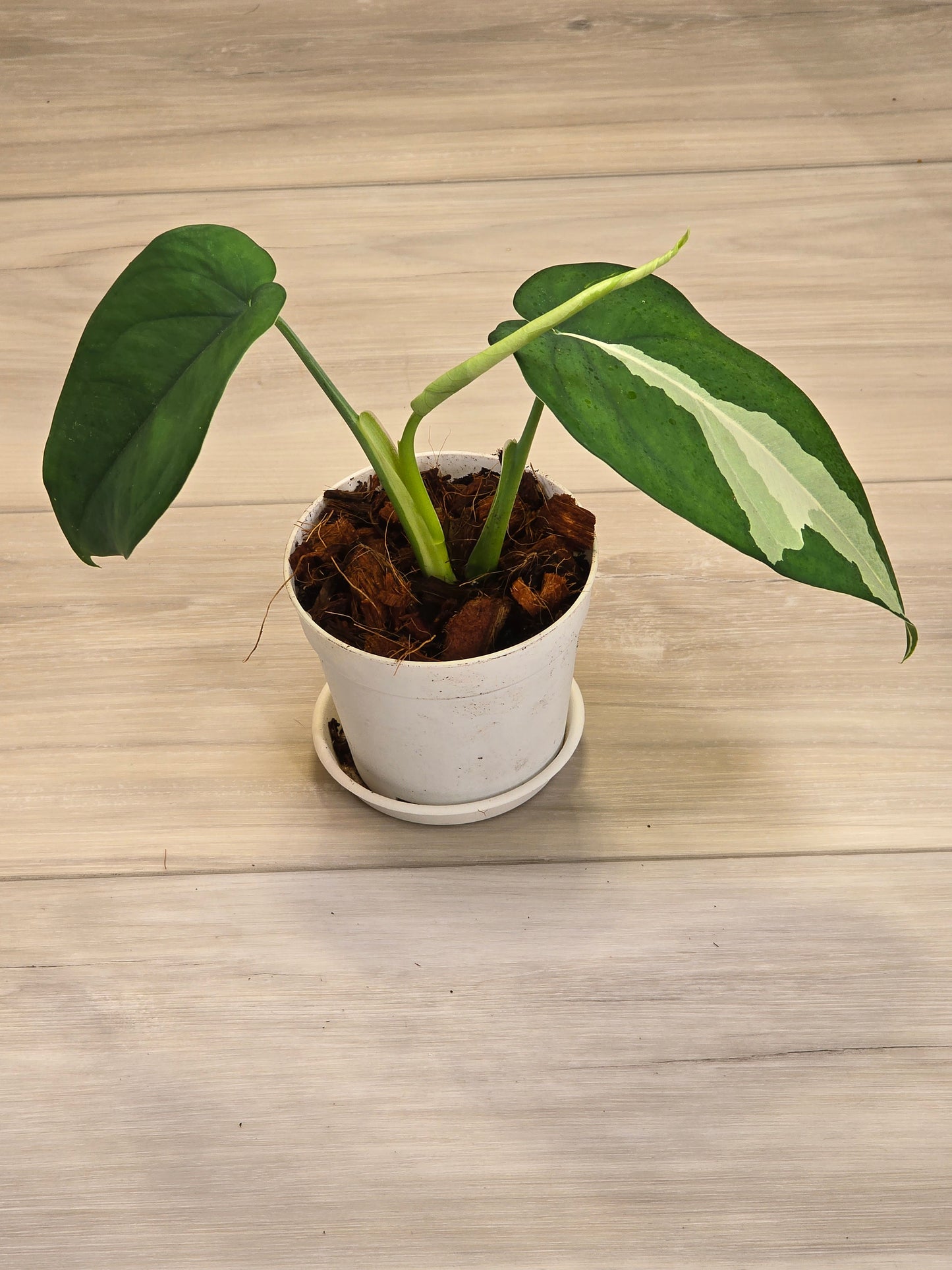 Syngonium Chiapense Variegated #15