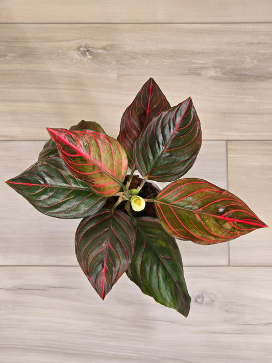 Aglaonema Red Vein #591