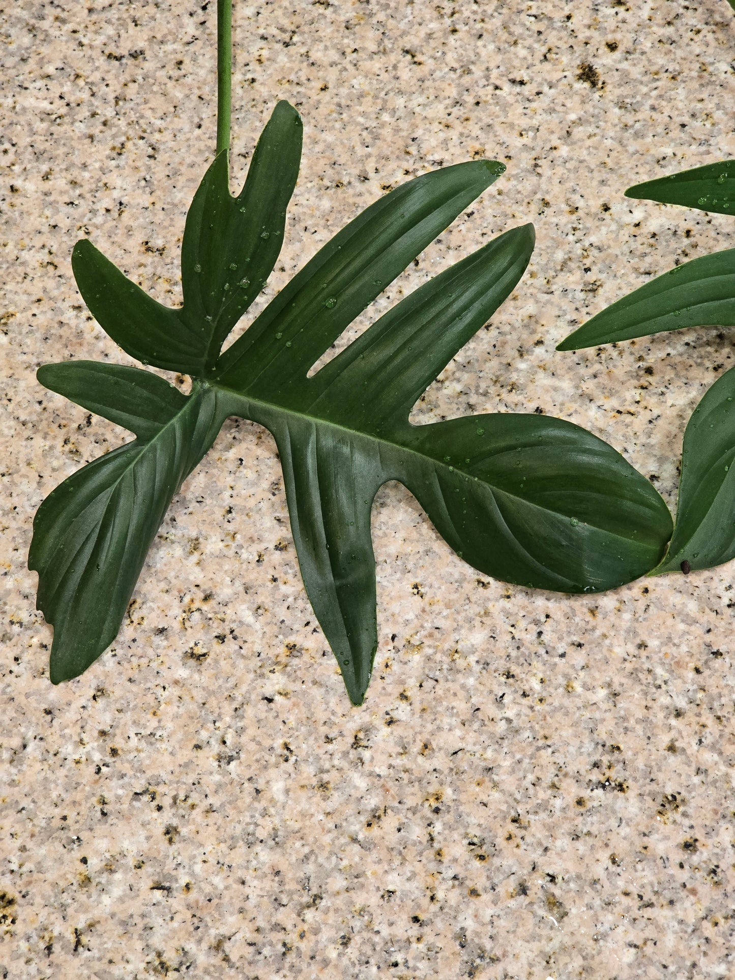 Philodendron Pedatum Rooted Cutting