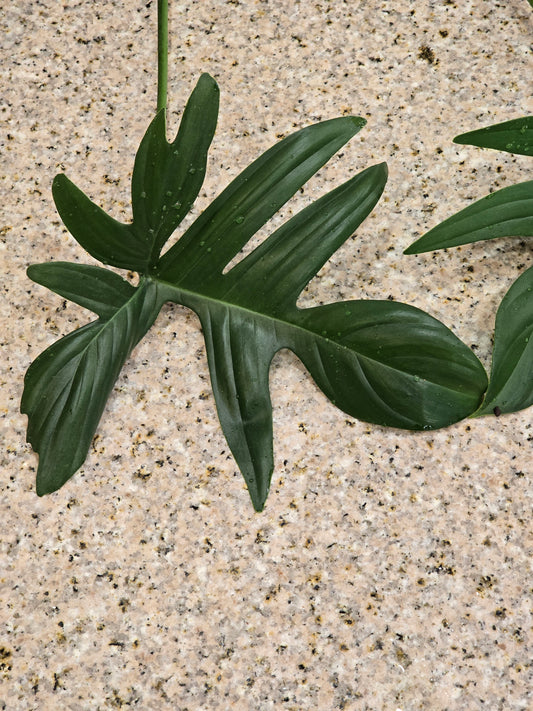 Philodendron Pedatum Rooted Cutting