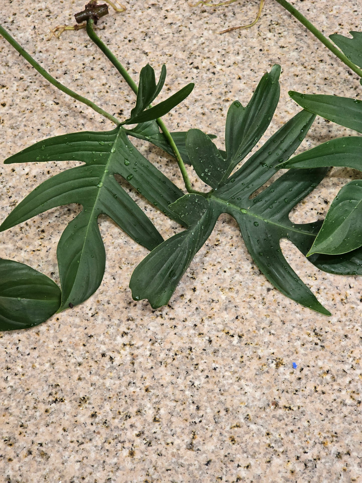 Philodendron Pedatum Rooted Cutting