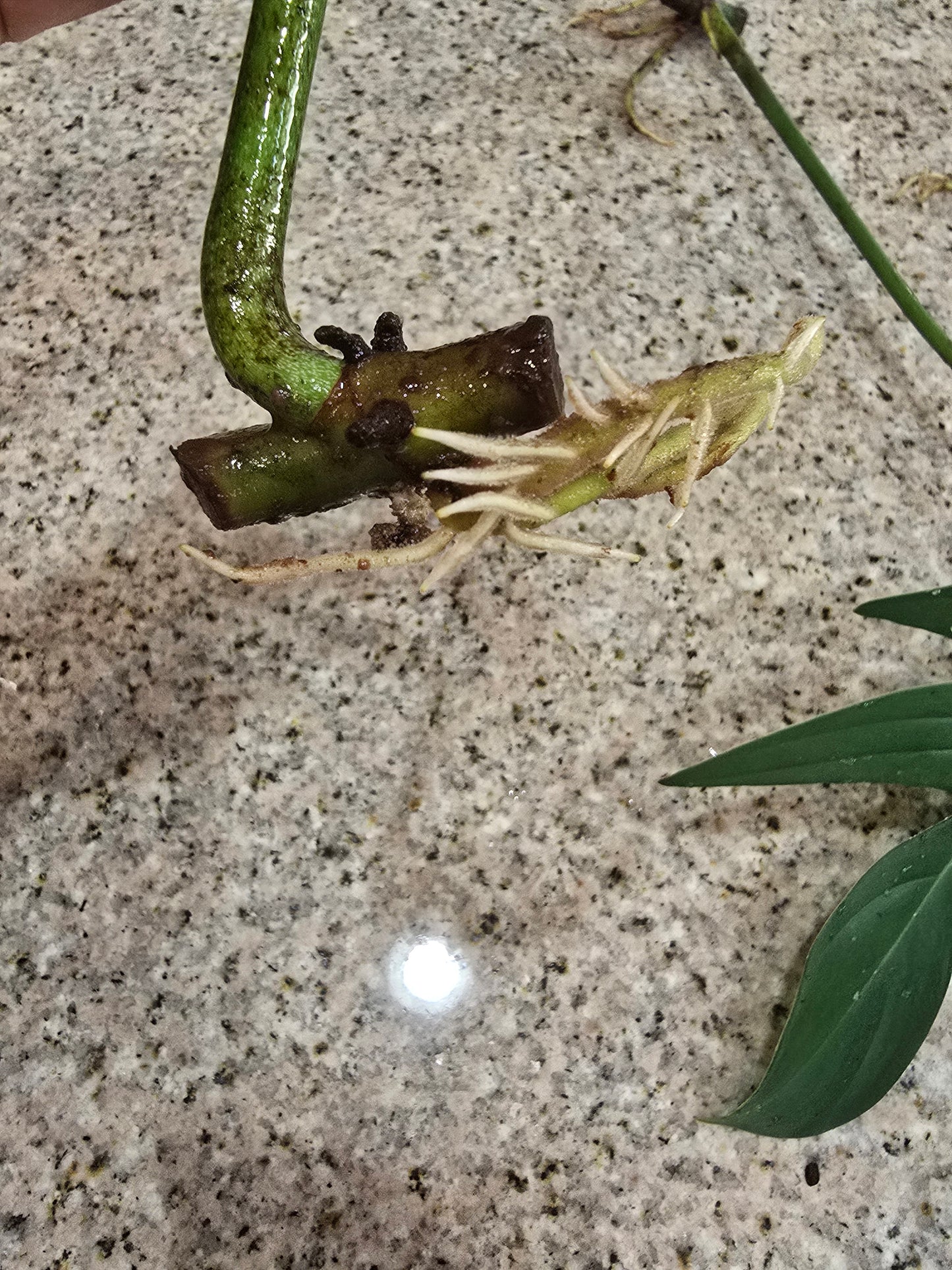 Philodendron Pedatum Rooted Cutting