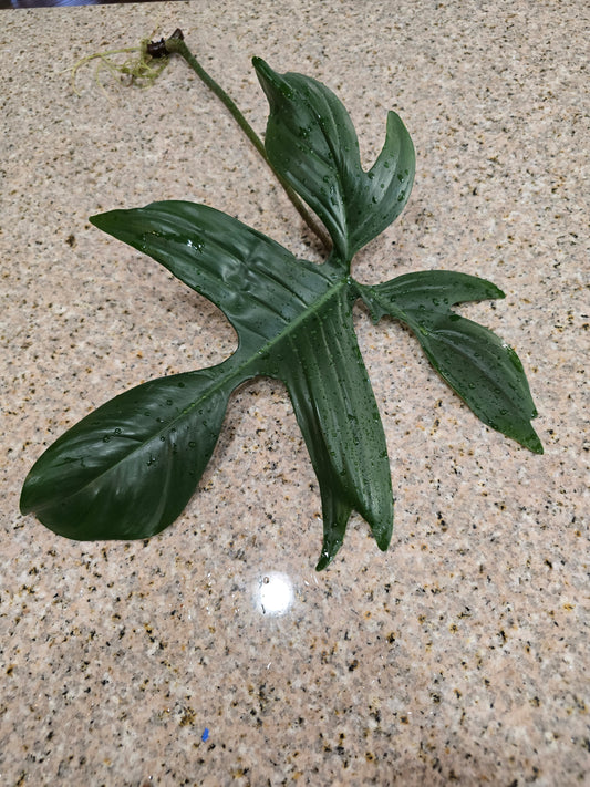 Philodendron Florida Beauty Rooted Cutting