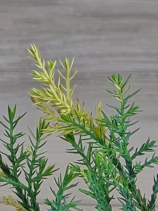Blue Cone Arborvitae Variegated # 620