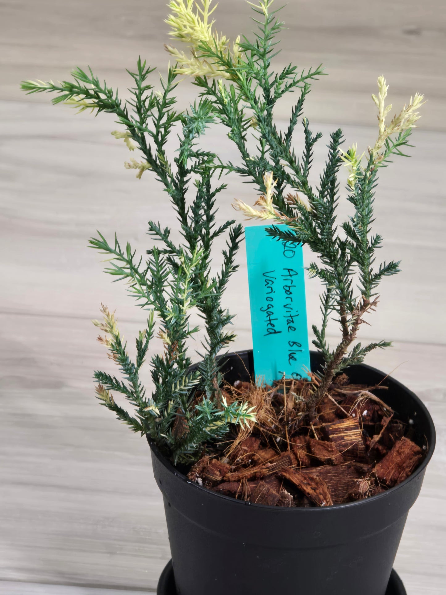 Blue Cone Arborvitae Variegated # 620