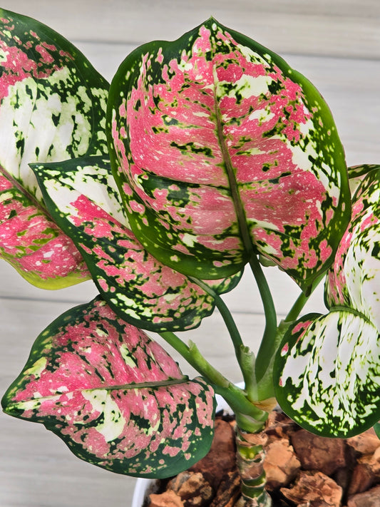 Aglaonema Tricolor #519