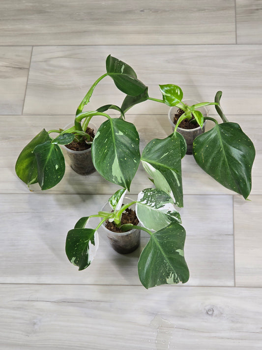 Philodendron White Wizard