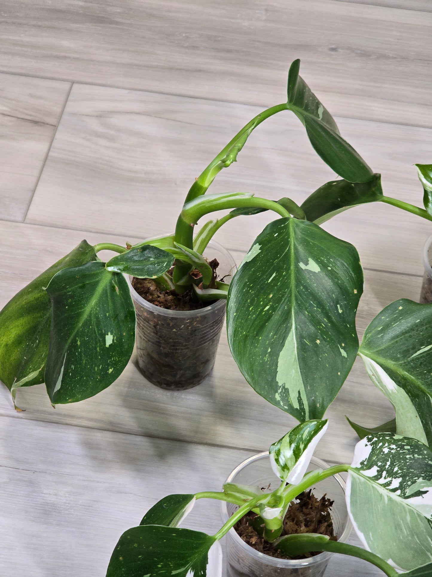 Philodendron White Wizard