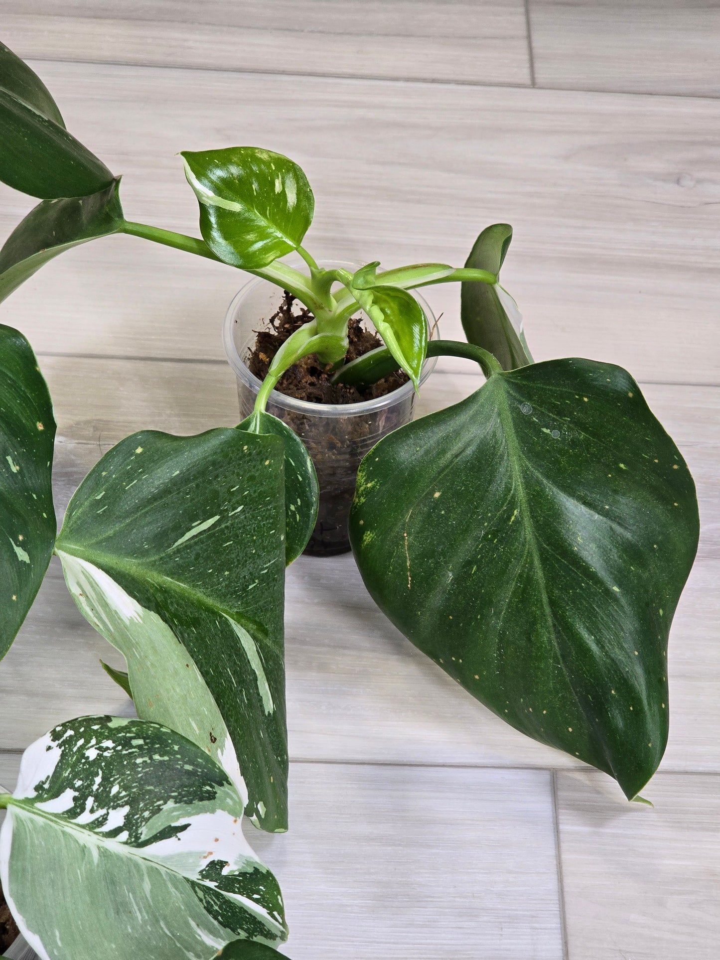 Philodendron White Wizard