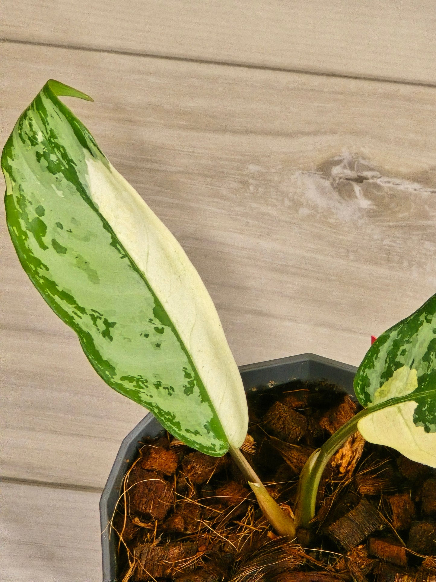 Aglaonema Manila Pride #53