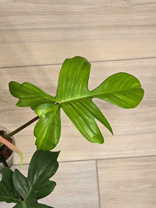 Philodendron Pedatum