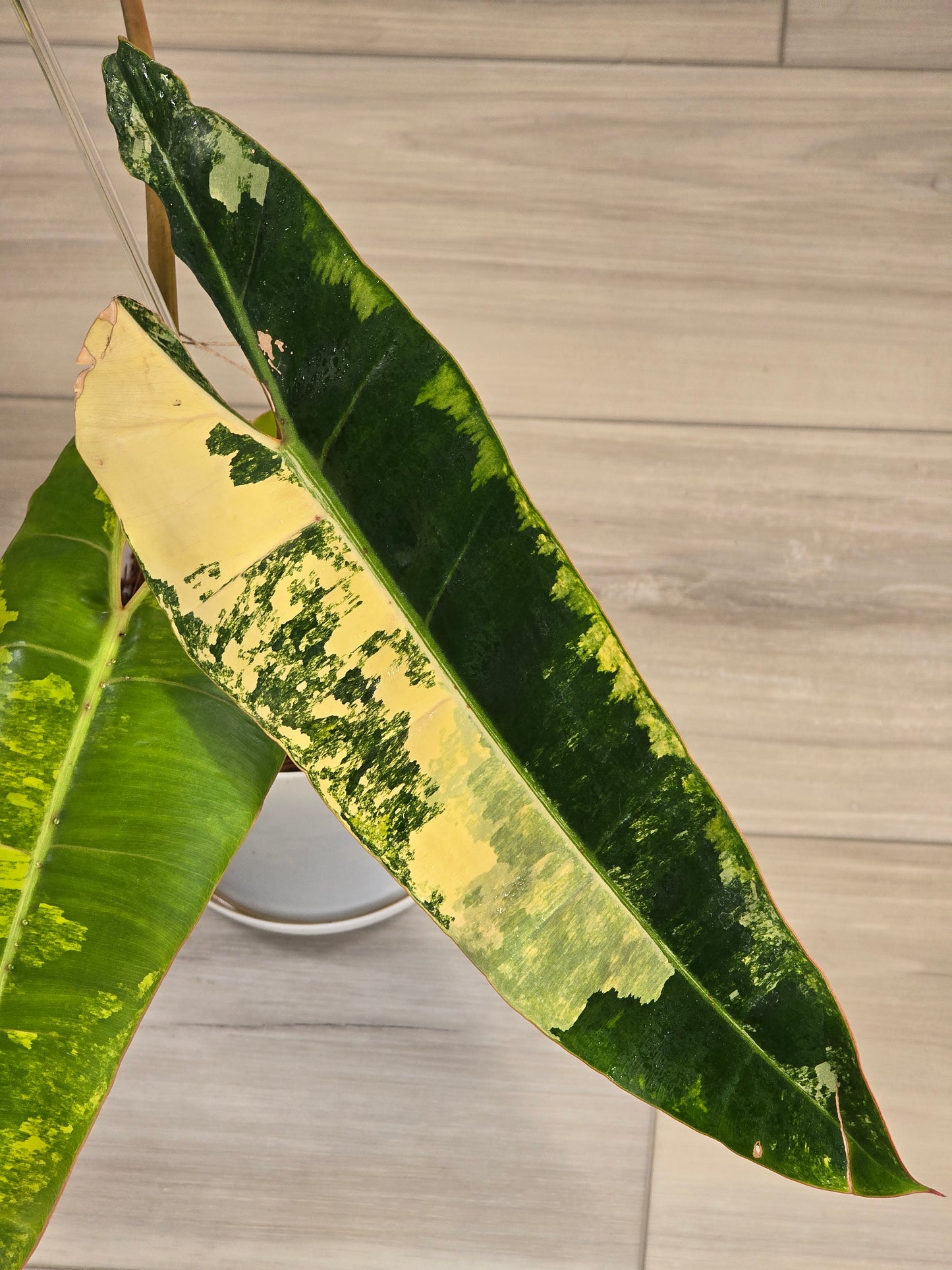 Philodendron Billietiae Variegated