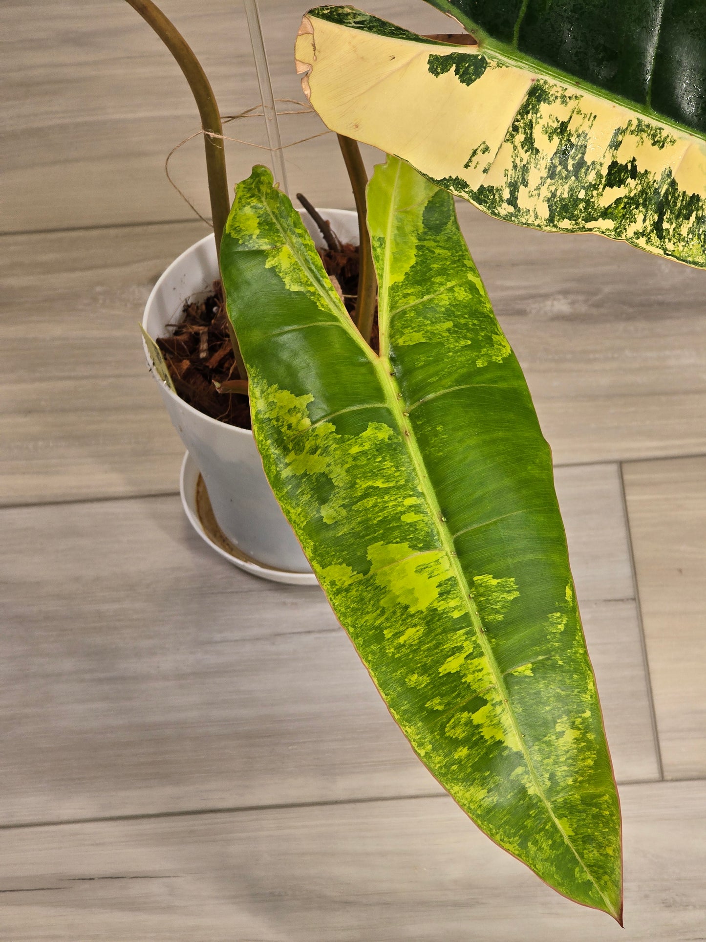 Philodendron Billietiae Variegated
