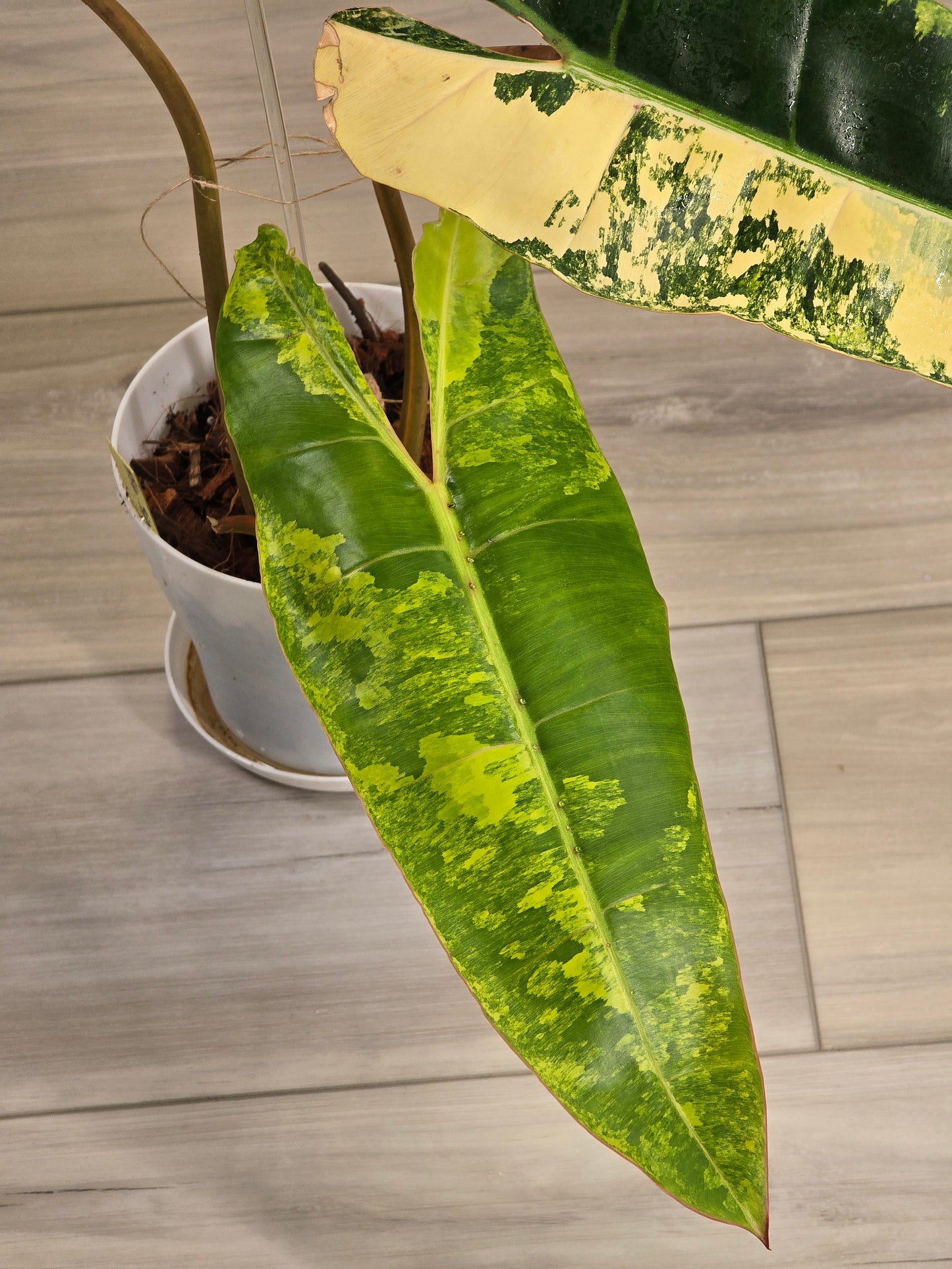 Philodendron Billietiae Variegated