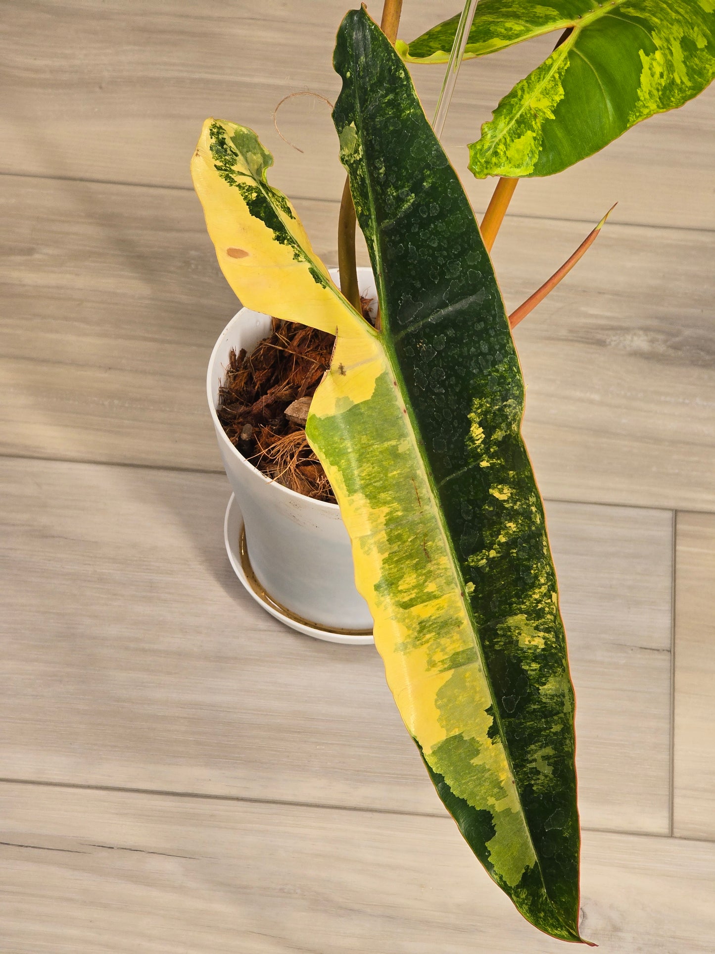 Philodendron Billietiae Variegated