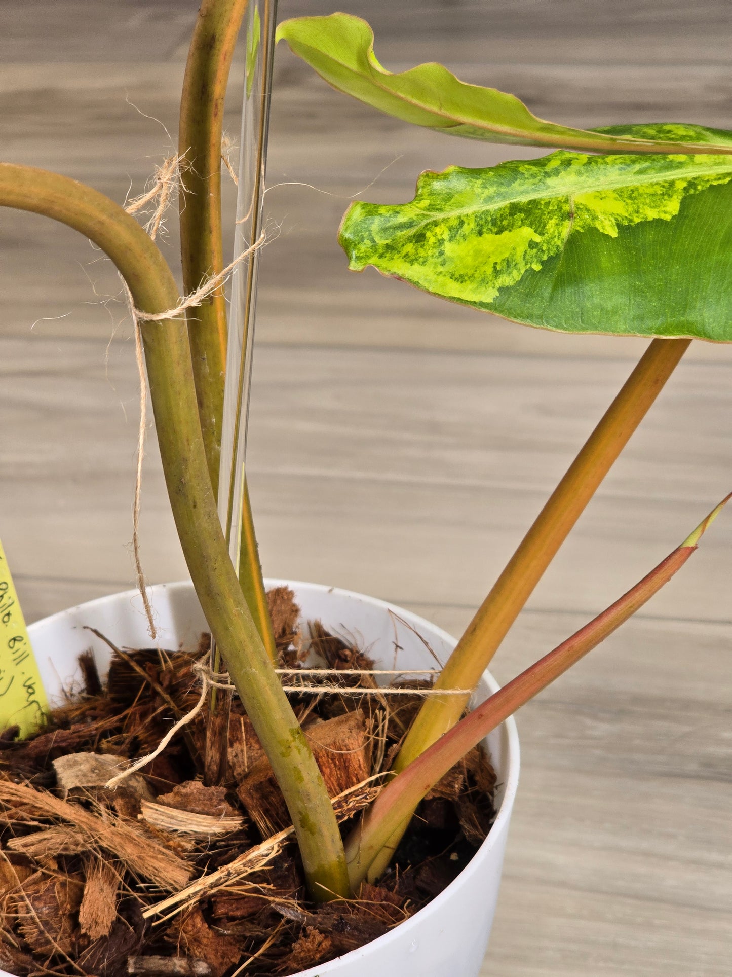 Philodendron Billietiae Variegated