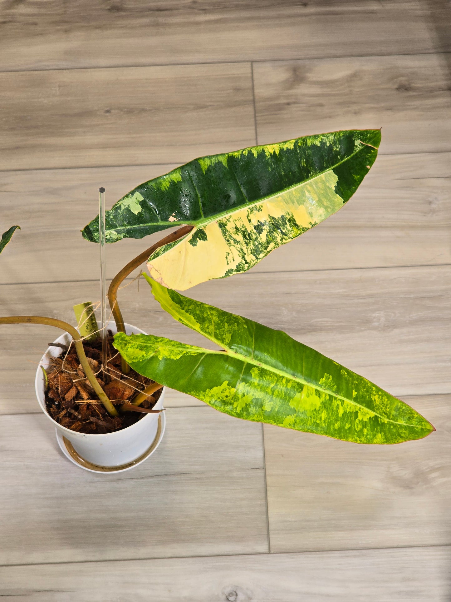 Philodendron Billietiae Variegated
