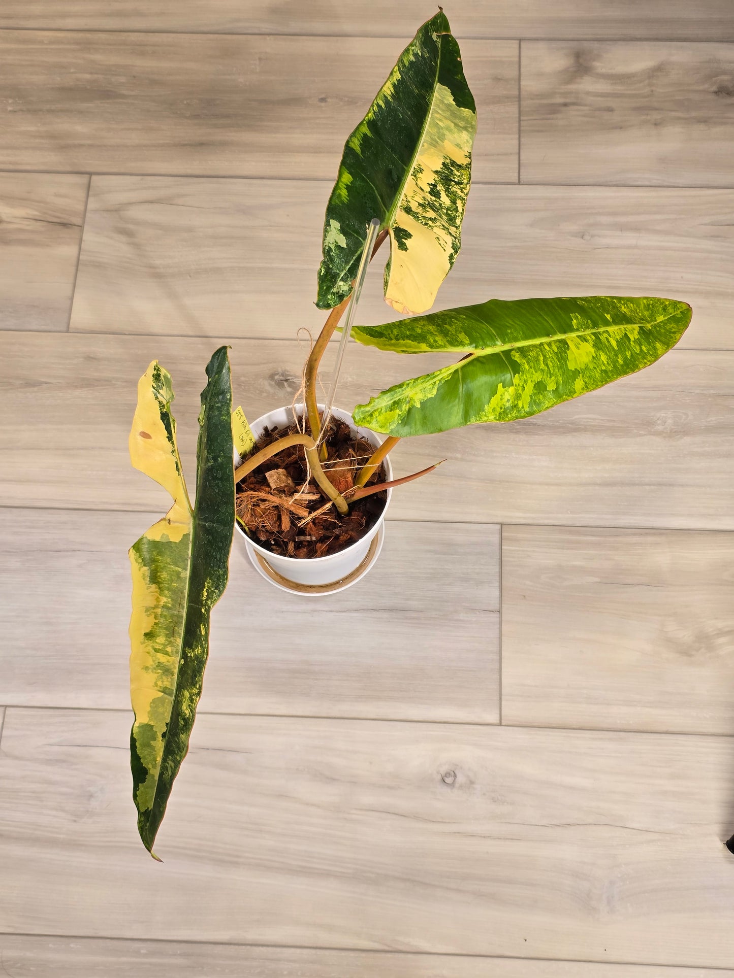 Philodendron Billietiae Variegated