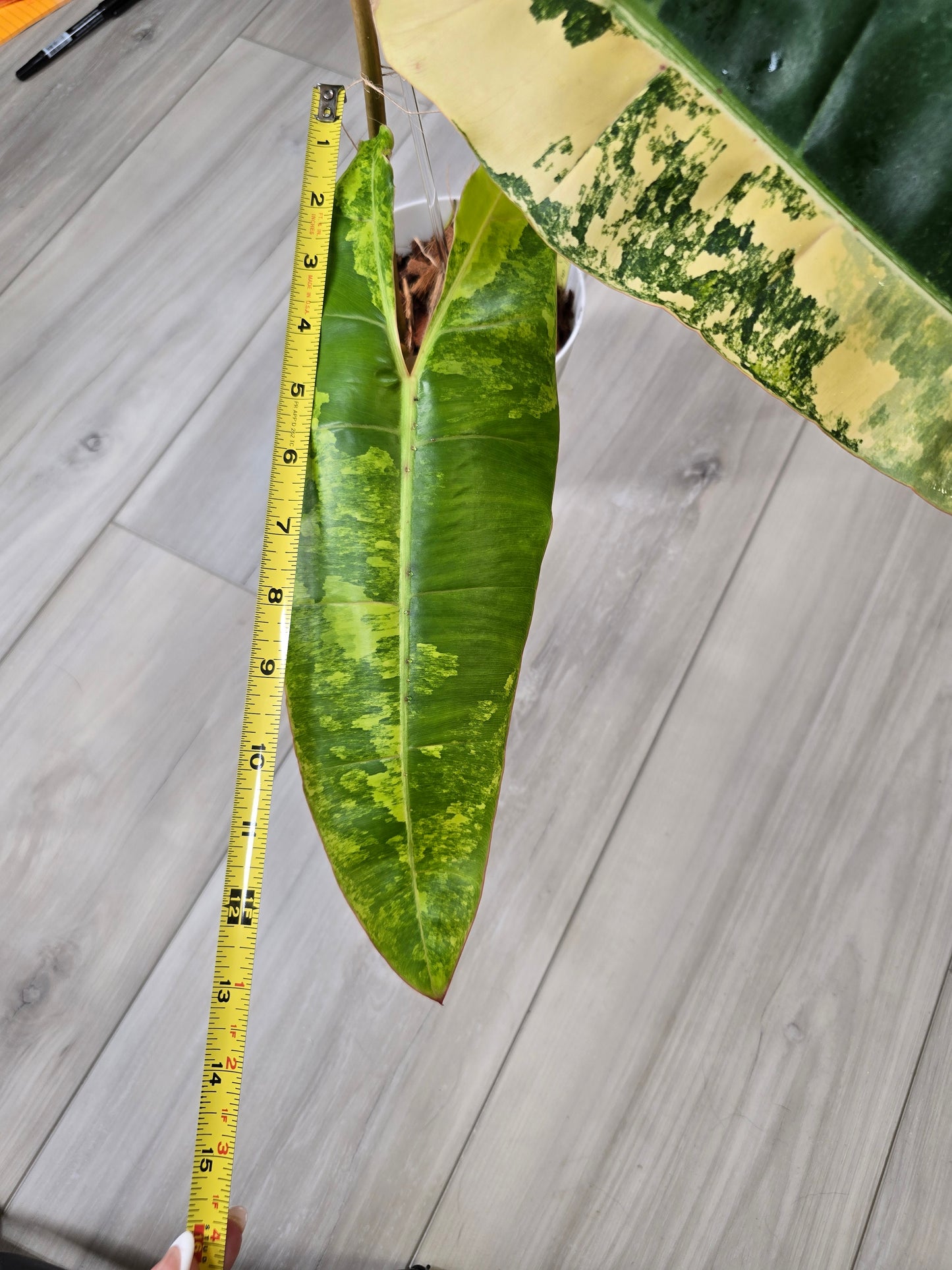 Philodendron Billietiae Variegated