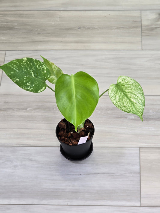 Monstera Mint Large Form #423