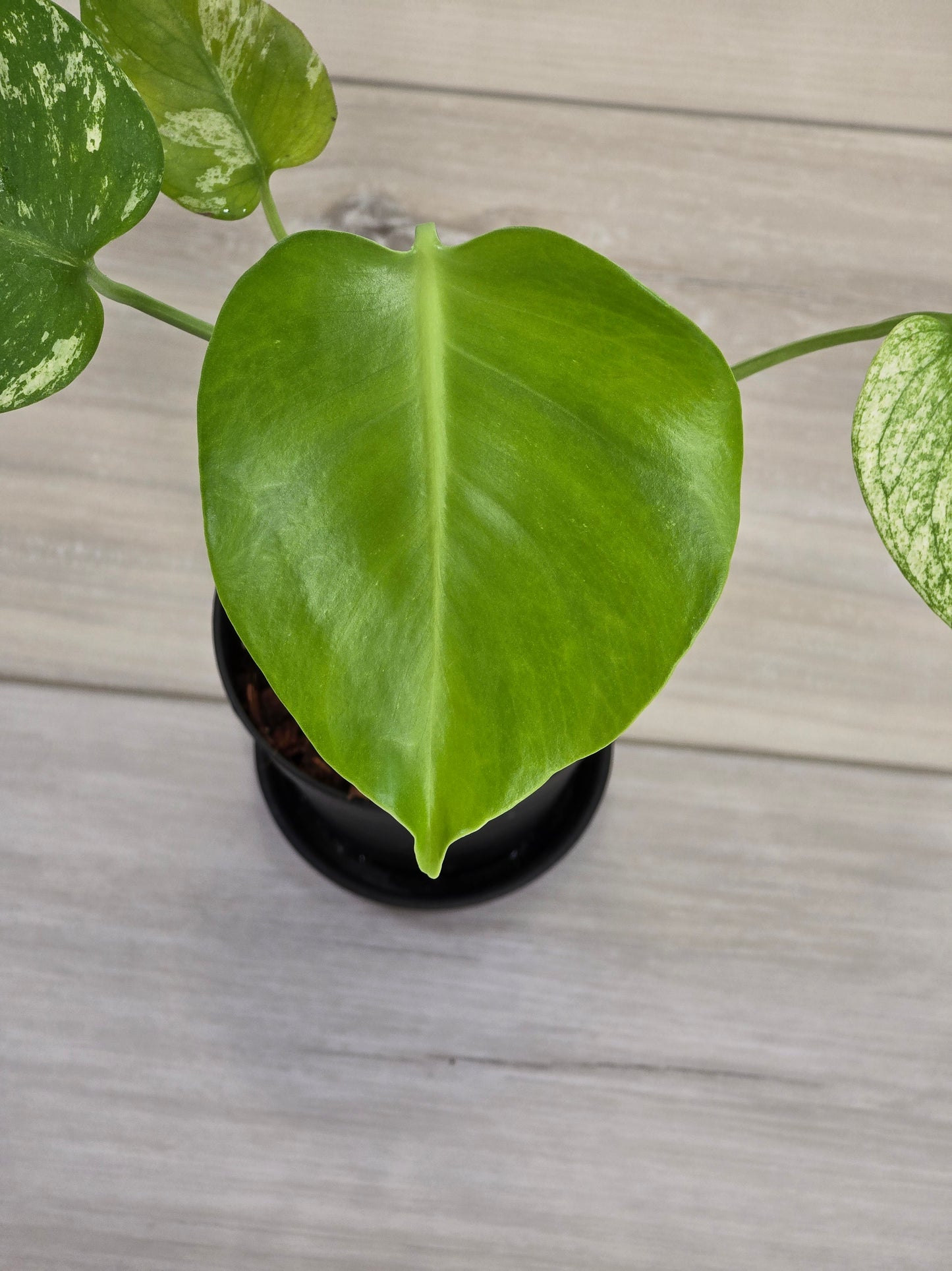 Monstera Mint Large Form #423