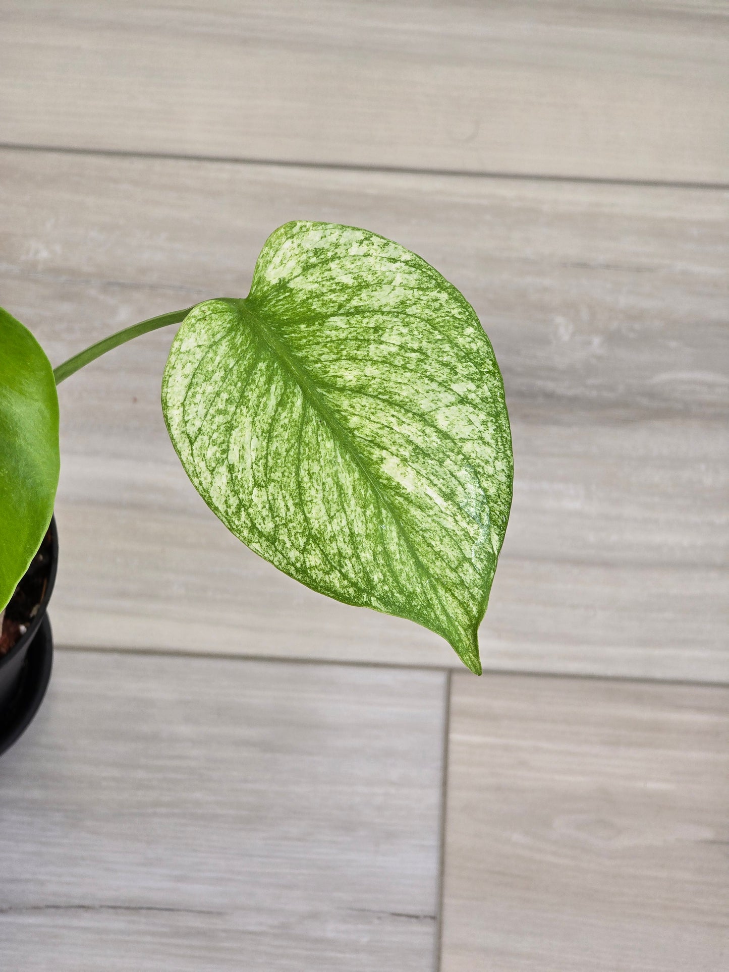 Monstera Mint Large Form #423