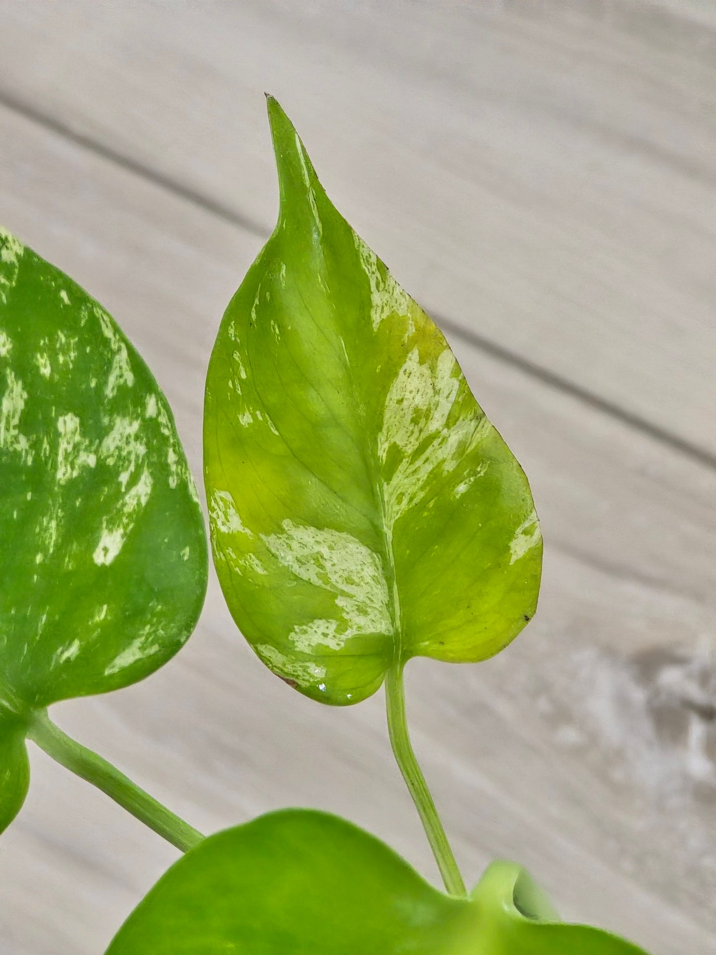 Monstera Mint Large Form #423