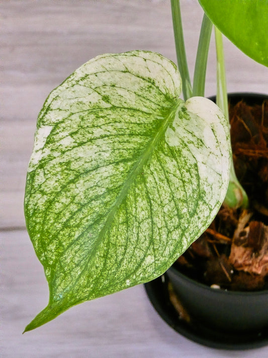 Monstera Mint Large Form #467