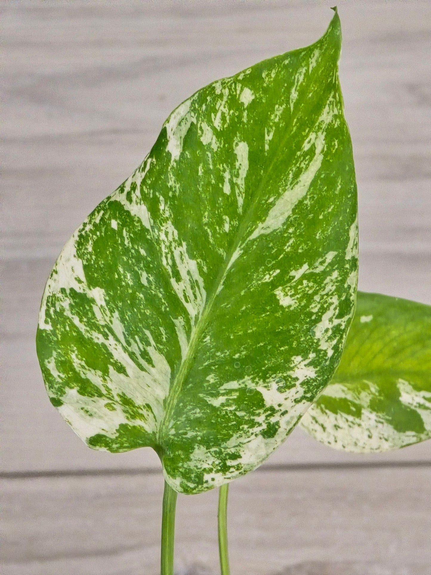 Monstera Mint Large Form #467